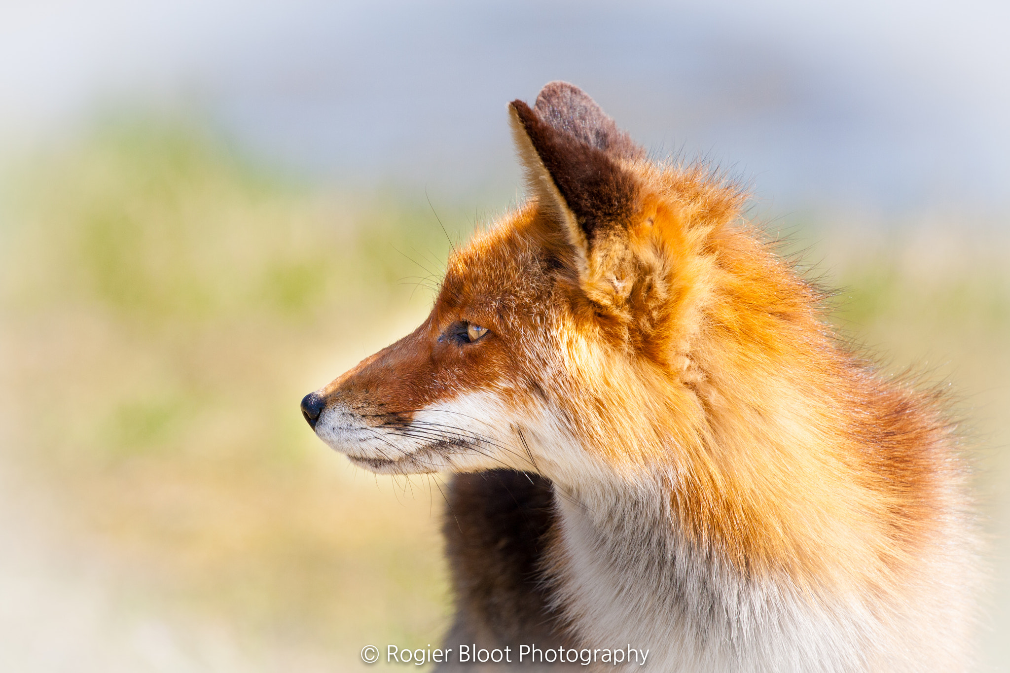 Canon EF 100-400mm F4.5-5.6L IS II USM sample photo. Red fox side portrait photography
