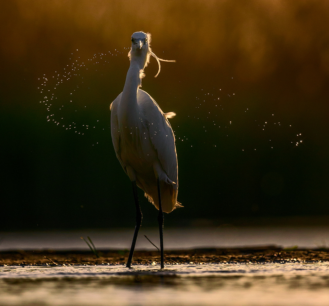 Canon EF 100-400mm F4.5-5.6L IS II USM sample photo. Dots photography