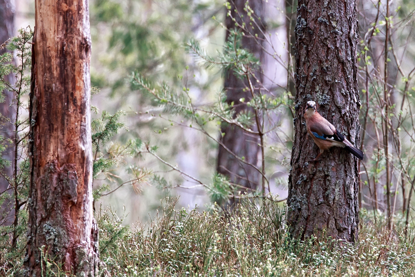 Canon EF 100-400mm F4.5-5.6L IS II USM sample photo