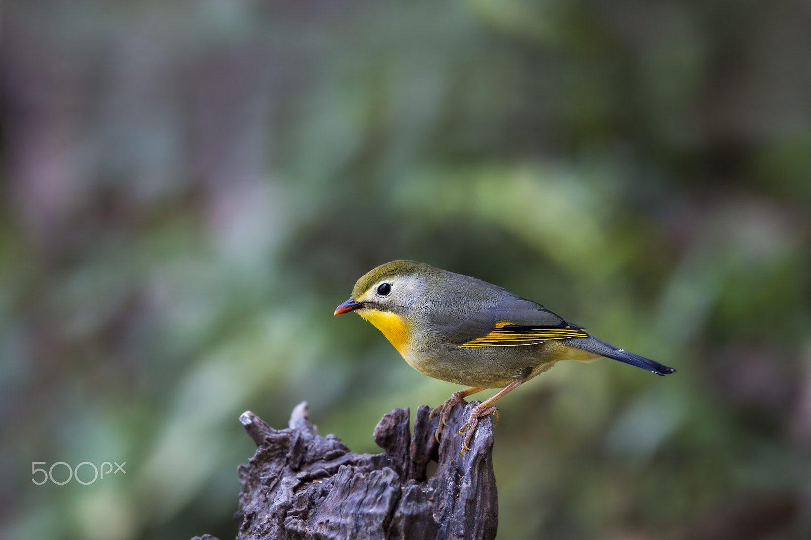 Nikon AF-S Nikkor 600mm F4E FL ED VR sample photo. Red-billed leiothrix (jv) photography