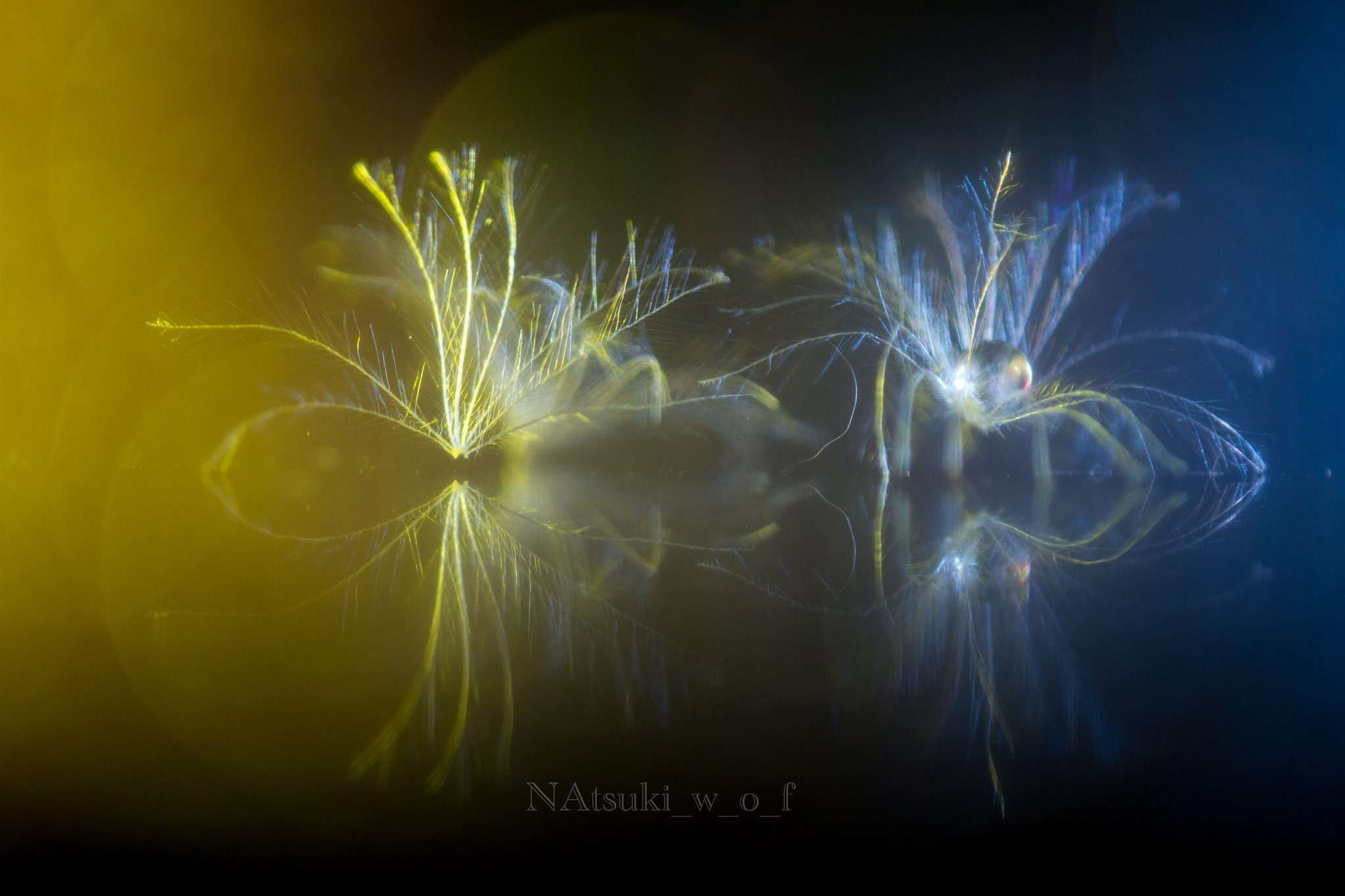 Tamron SP AF 180mm F3.5 Di LD (IF) Macro sample photo. Fantasy photography