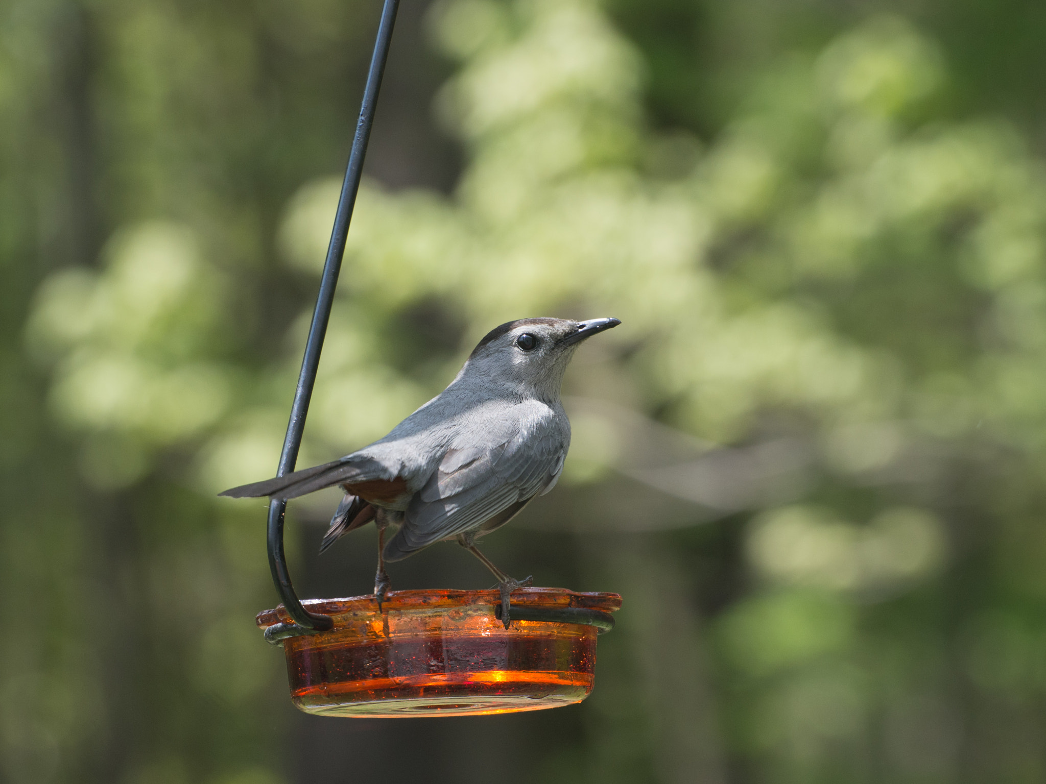 Olympus PEN E-P5 sample photo. Gray catbird photography