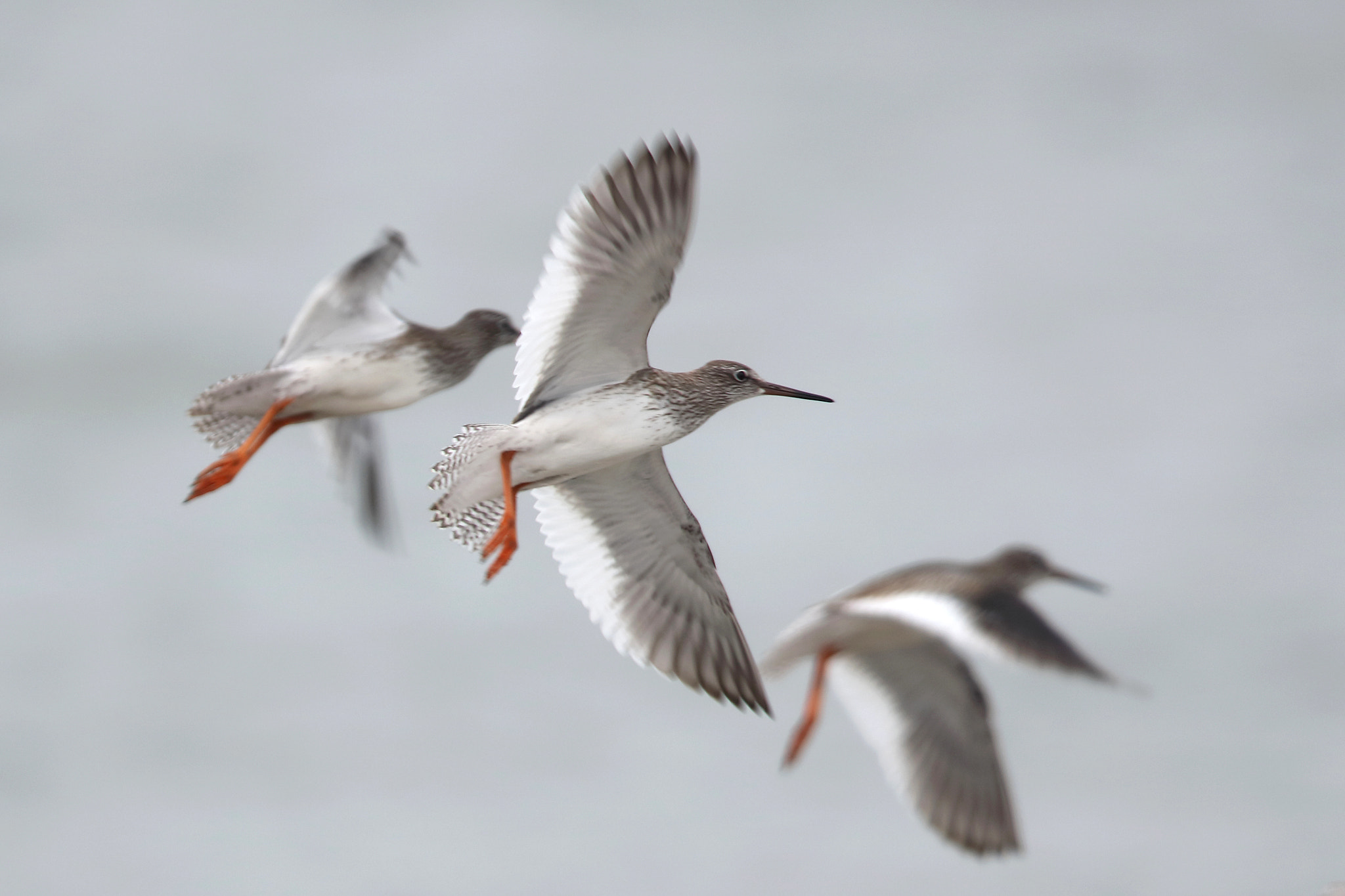 Canon EF 400mm F2.8L IS II USM sample photo. Common redshanks photography