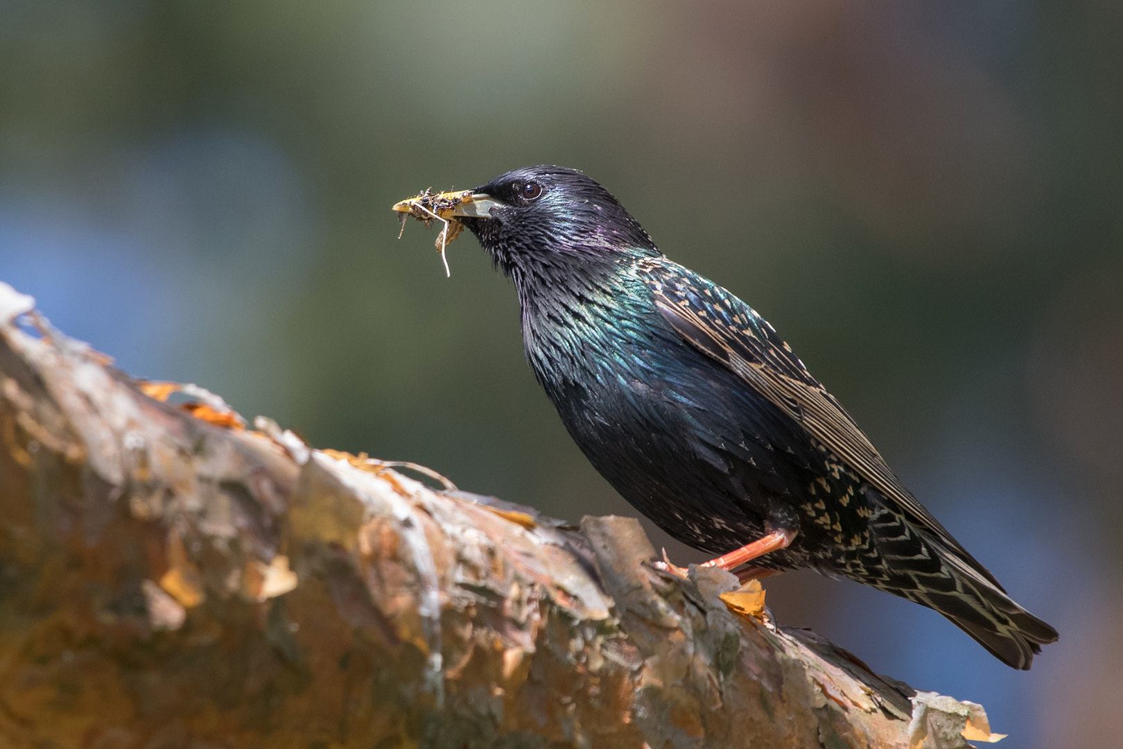 Canon EOS 80D + Canon EF 100-400mm F4.5-5.6L IS USM sample photo. Common starling photography