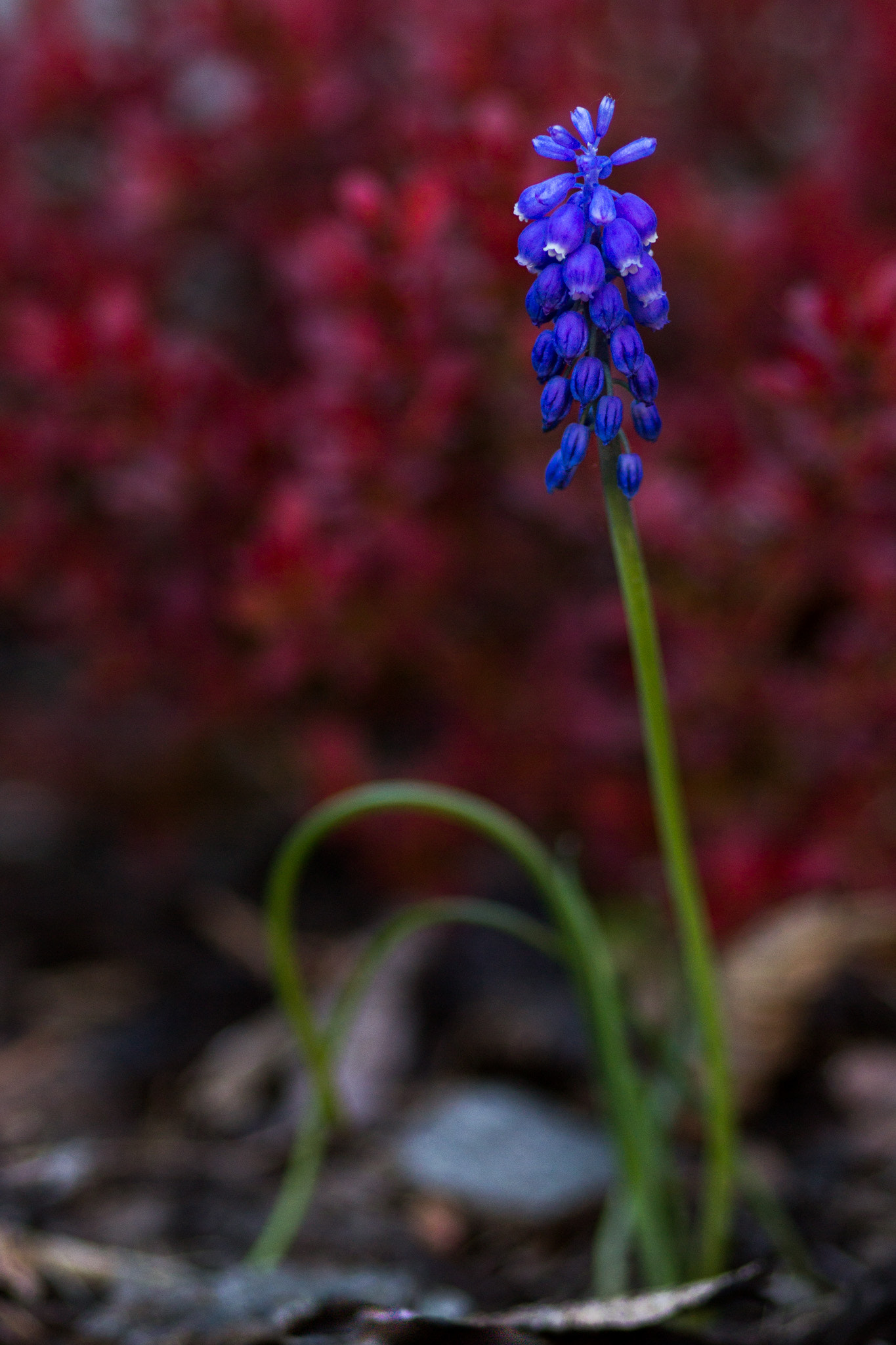 Canon EOS 600D (Rebel EOS T3i / EOS Kiss X5) + Sigma 105mm F2.8 EX DG Macro sample photo. Grape hyacinth photography