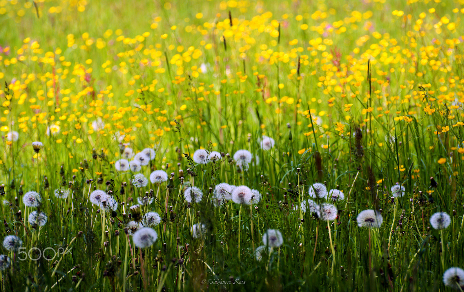 70.00 - 300.00 mm f/4.5 - 5.6 sample photo. Woodstock fesztivál :) photography