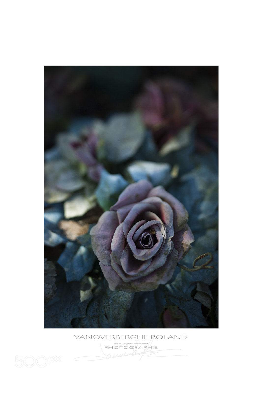 Canon TS-E 90mm F2.8 Tilt-Shift sample photo. Flower decay photography