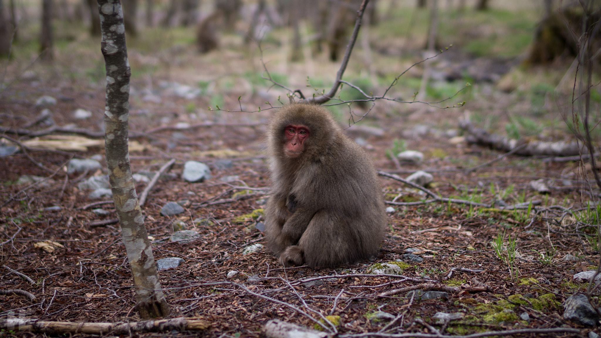 Sony SLT-A65 (SLT-A65V) + Sony Planar T* 50mm F1.4 ZA SSM sample photo. Monkey photography