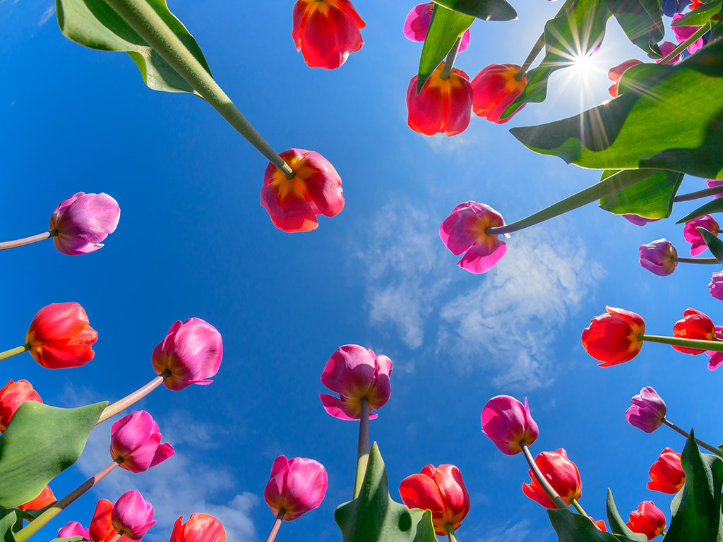 Nikon D800 + Nikon AF Fisheye-Nikkor 16mm F2.8D sample photo. Skagit valley spring blooms photography