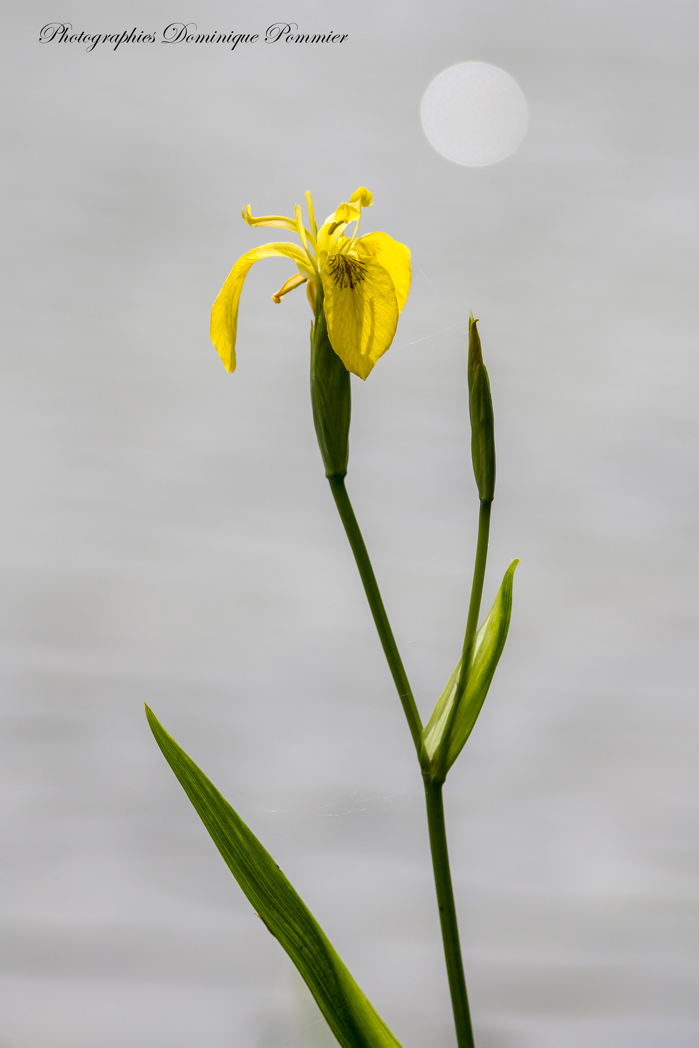 Canon EF 70-200mm F2.8L IS II USM sample photo. Iris d'eau photography
