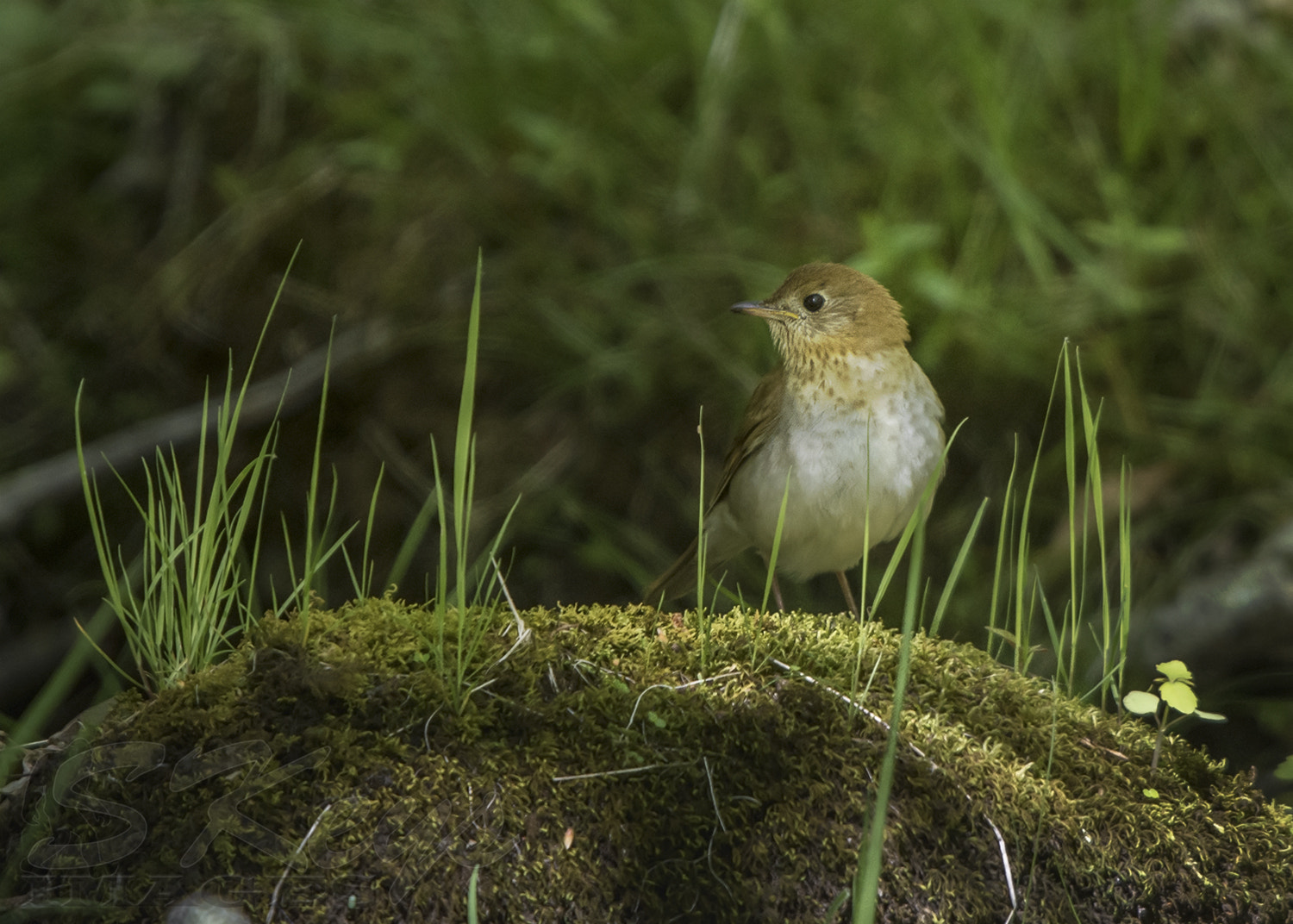 Nikon D7200 + Sigma 500mm F4.5 EX DG HSM sample photo. Creek side (veery) photography