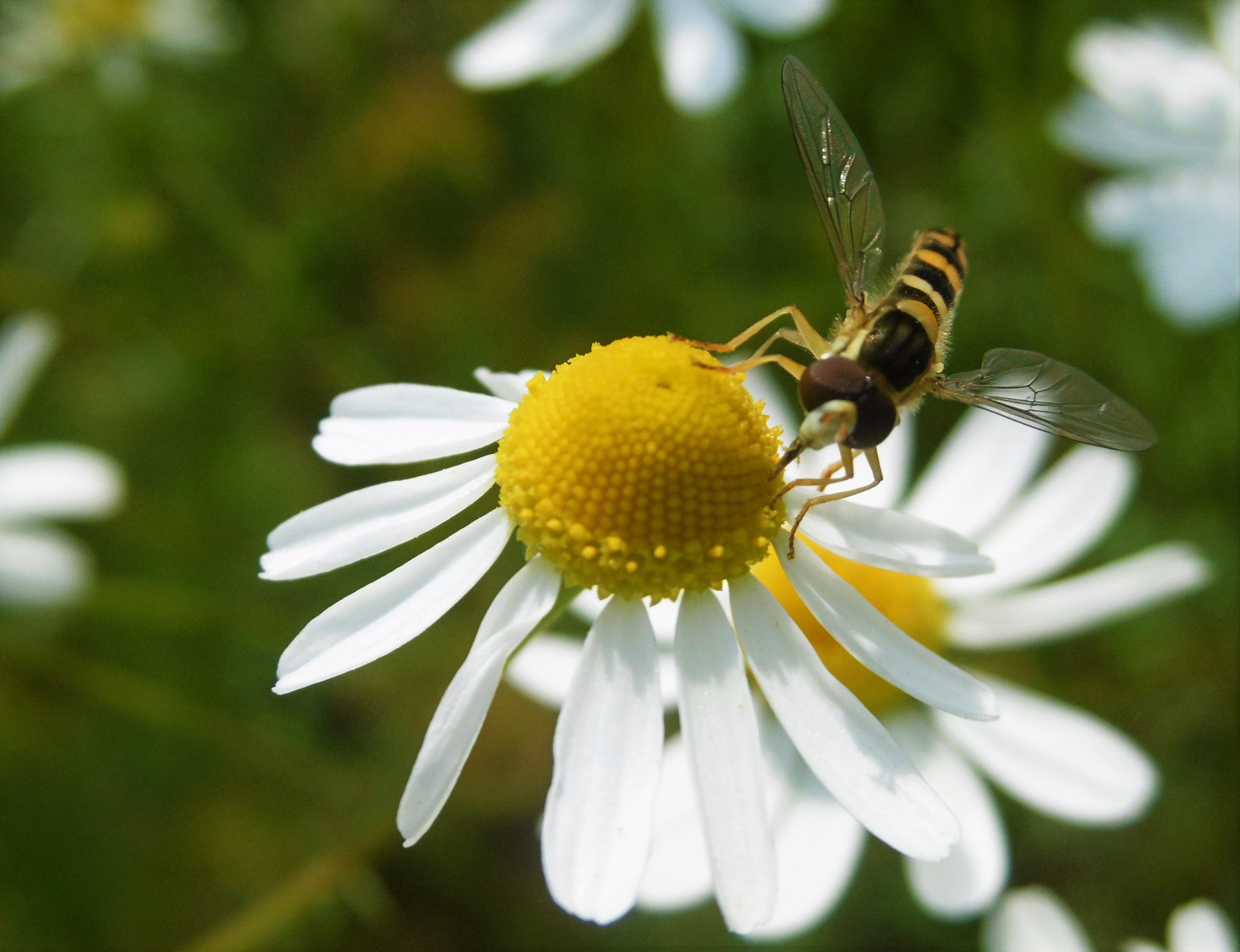 Panasonic DMC-SZ8 sample photo. Amazing bee photography