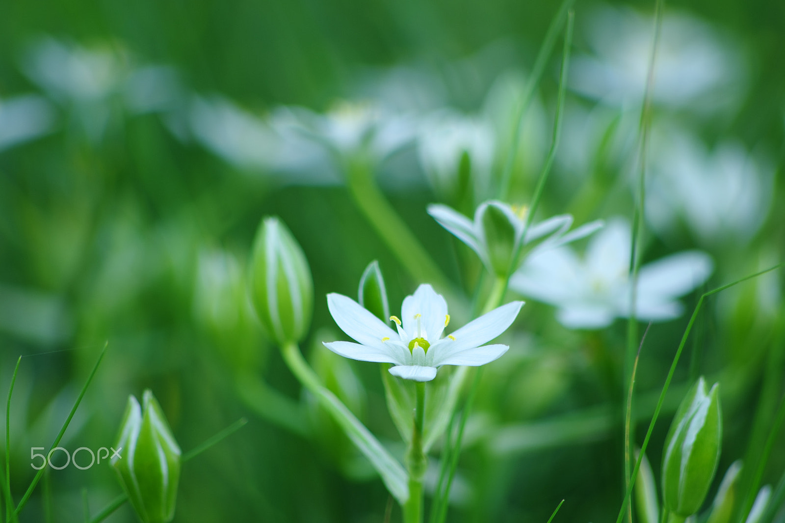 smc PENTAX-DA L 55-300mm F4-5.8 ED sample photo. White greenish photography