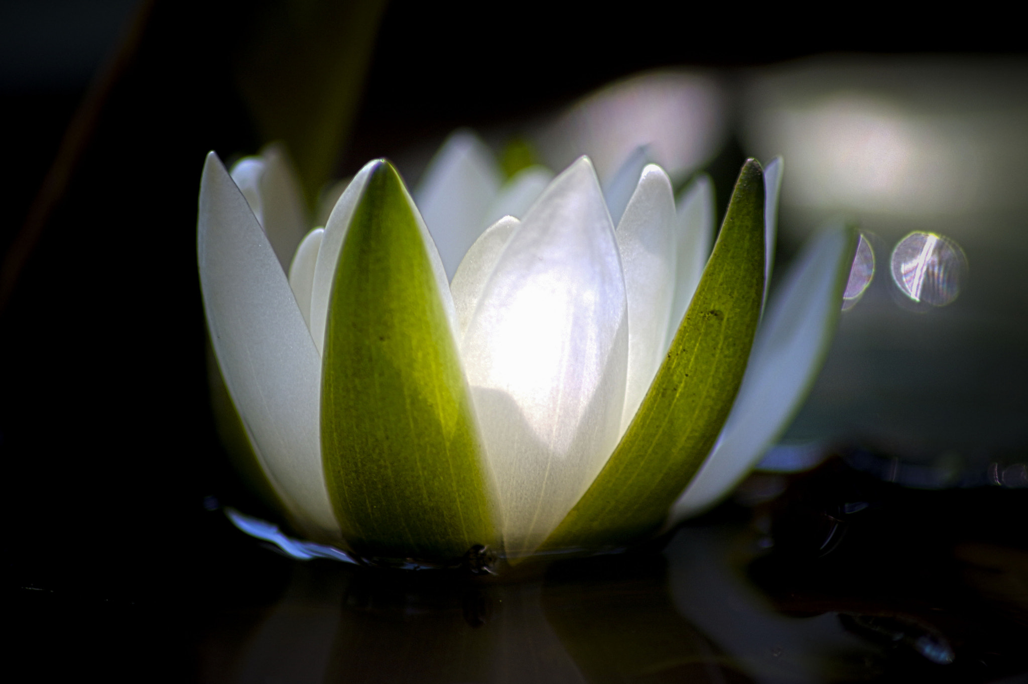 Sigma 70-300mm F4-5.6 APO DG Macro sample photo. Ninfea photography