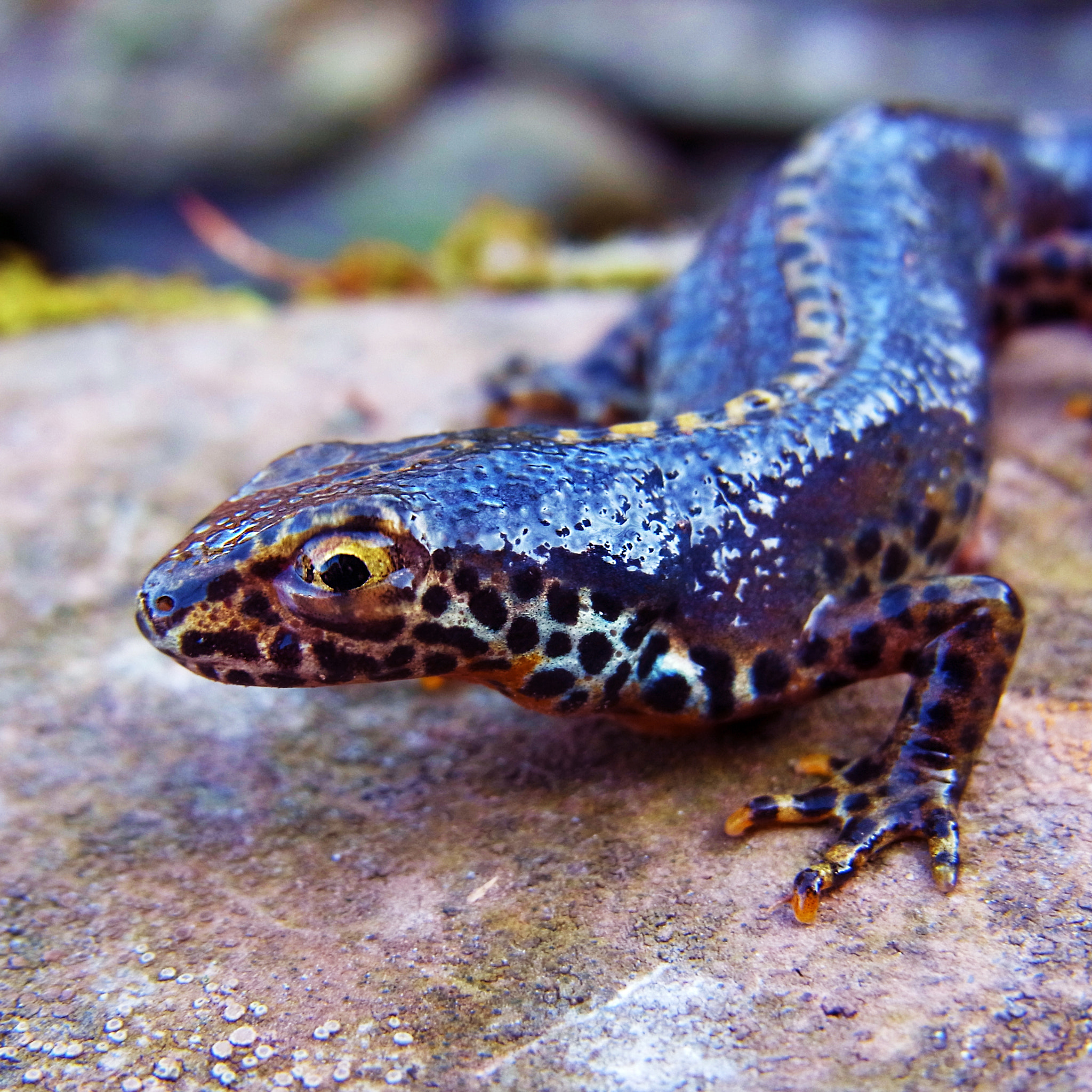 RICOH ZOOM LENS sample photo. Alpine newt photography