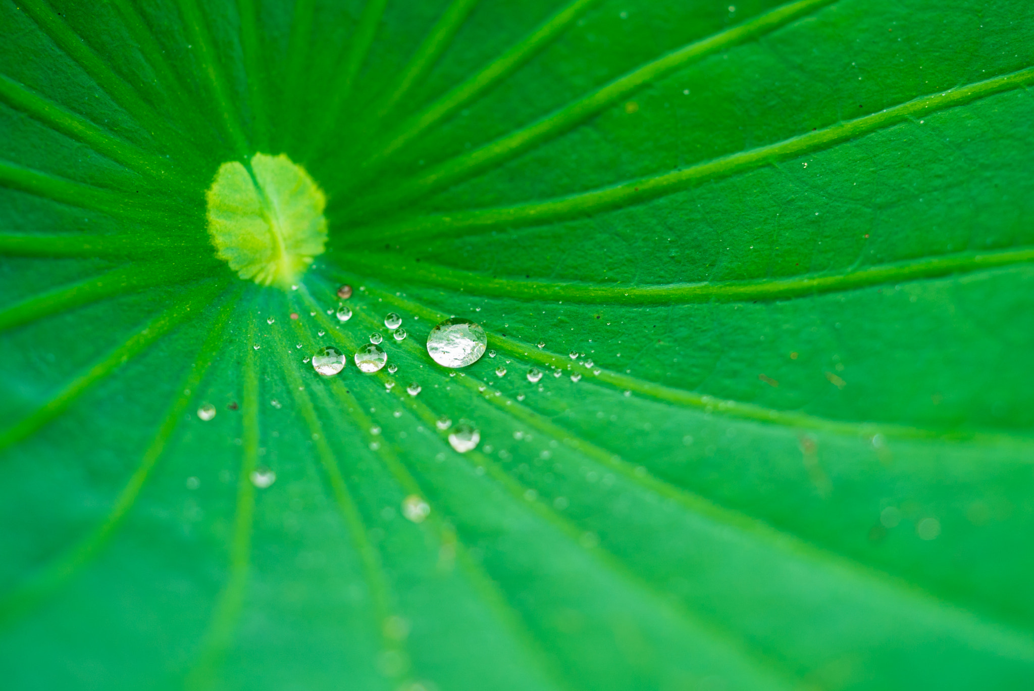 Sony a7S + Sony FE 90mm F2.8 Macro G OSS sample photo. Dsc01694.jpg photography