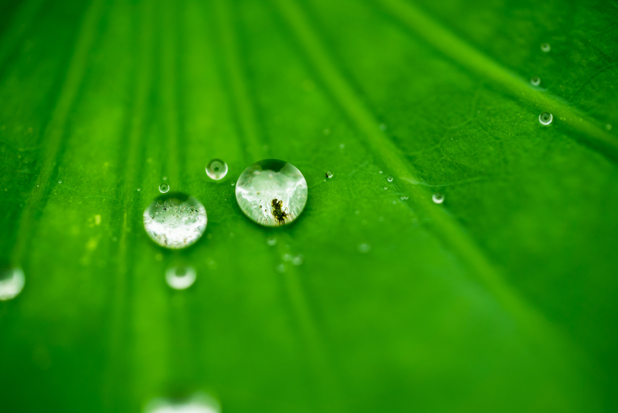 Sony a7S + Sony FE 90mm F2.8 Macro G OSS sample photo. Dsc01698.jpg photography