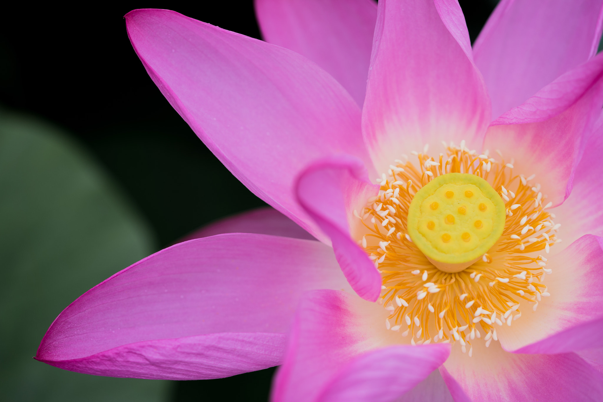 Sony a7S + Sony FE 90mm F2.8 Macro G OSS sample photo. Dsc01616.jpg photography