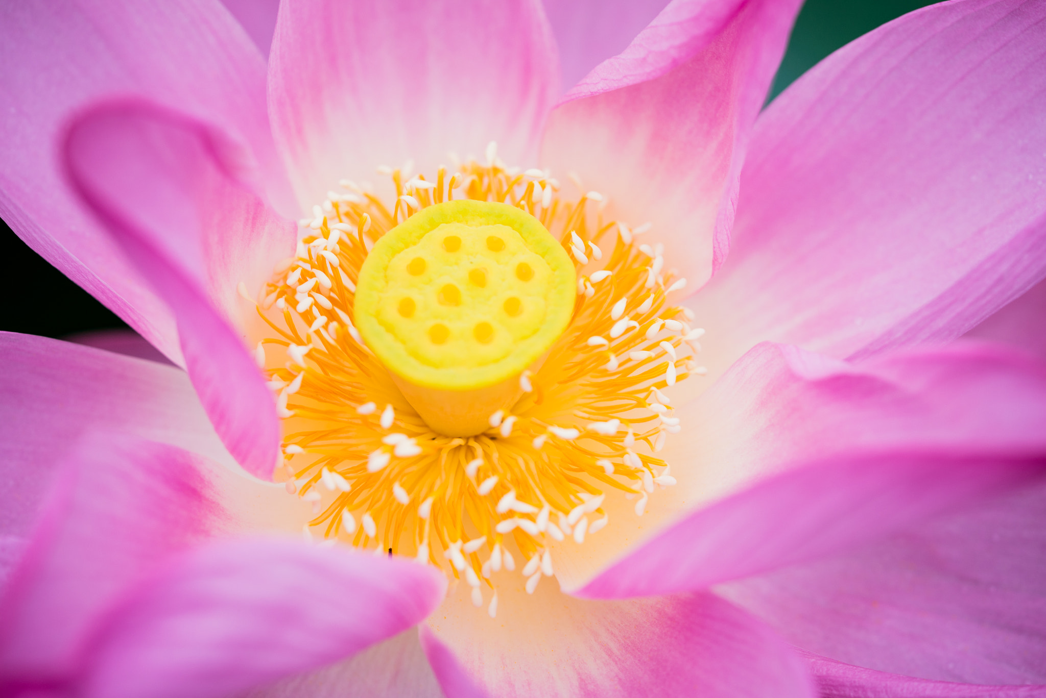 Sony a7S + Sony FE 90mm F2.8 Macro G OSS sample photo. Dsc01644.jpg photography