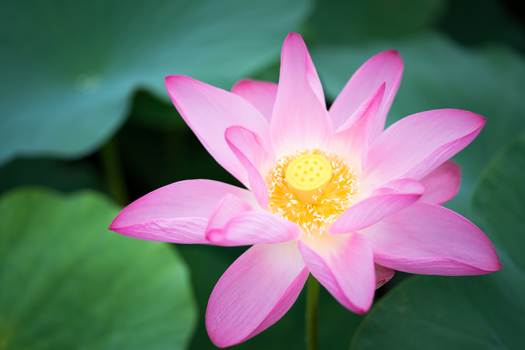 Sony a7S + Sony FE 90mm F2.8 Macro G OSS sample photo. Dsc01640.jpg photography