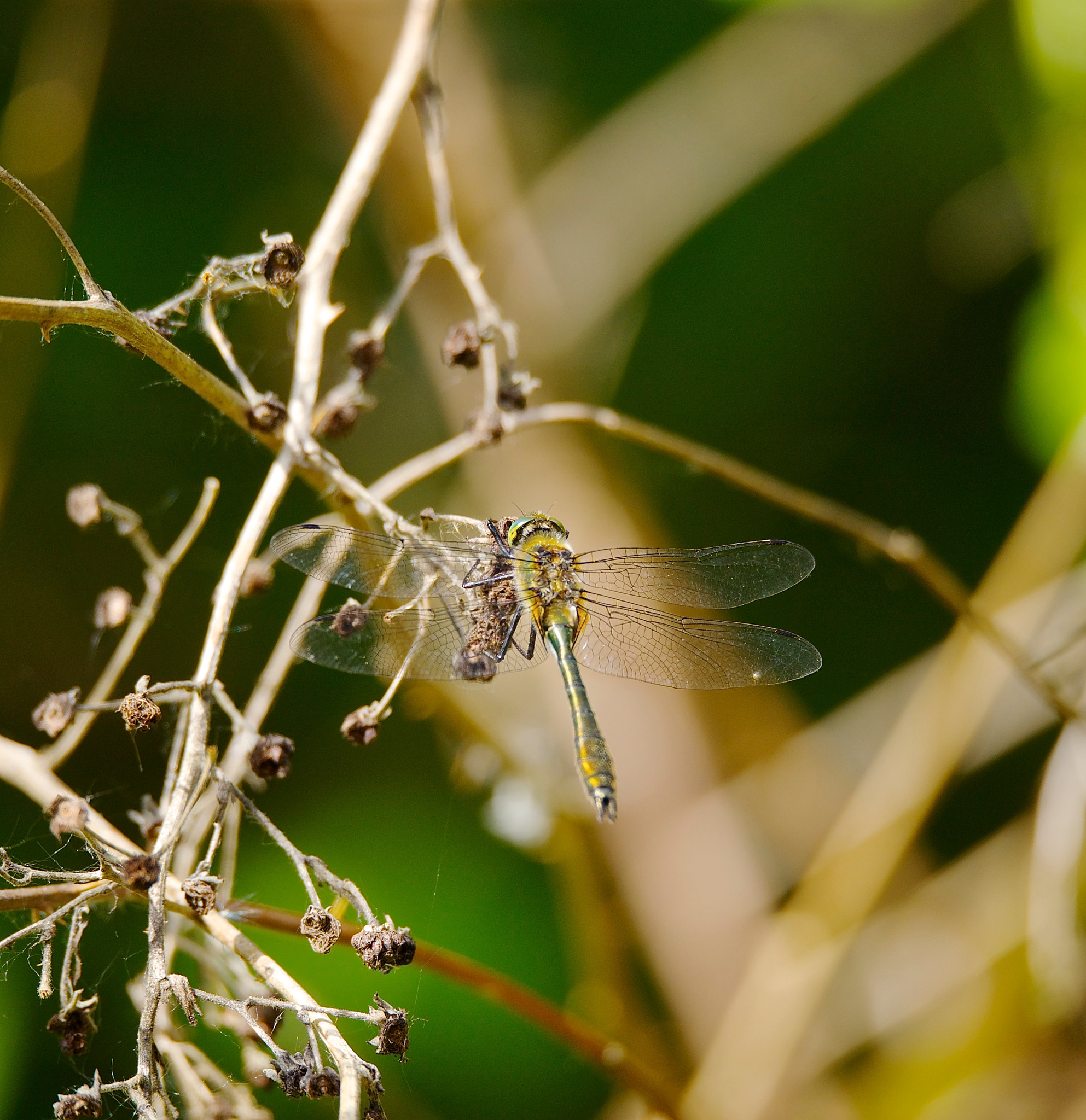 Sigma 150mm f/2.8 EX DG OS HSM APO Macro sample photo. Falkenlibelle photography