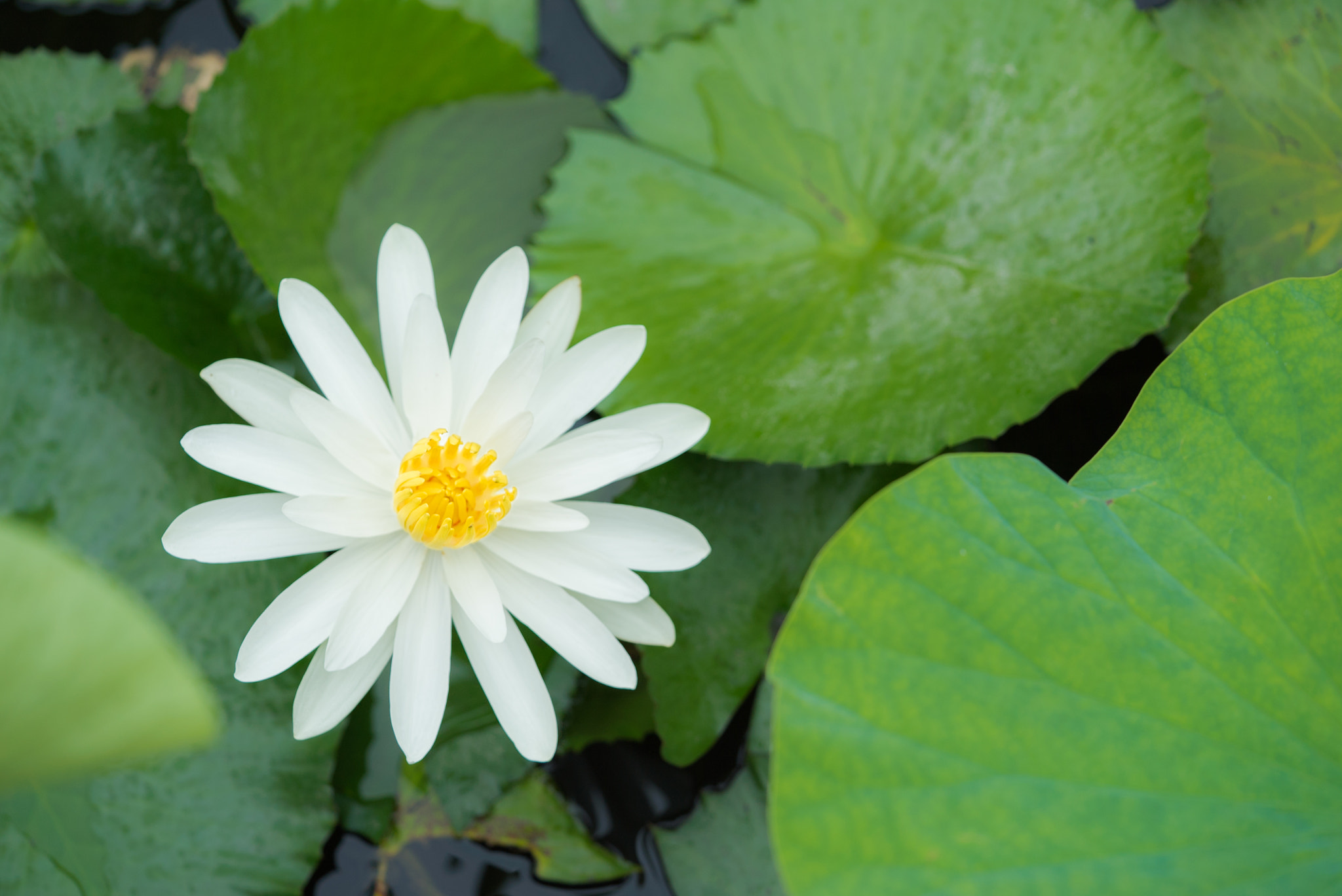 Sony a7S + Sony FE 90mm F2.8 Macro G OSS sample photo. Dsc01631.jpg photography