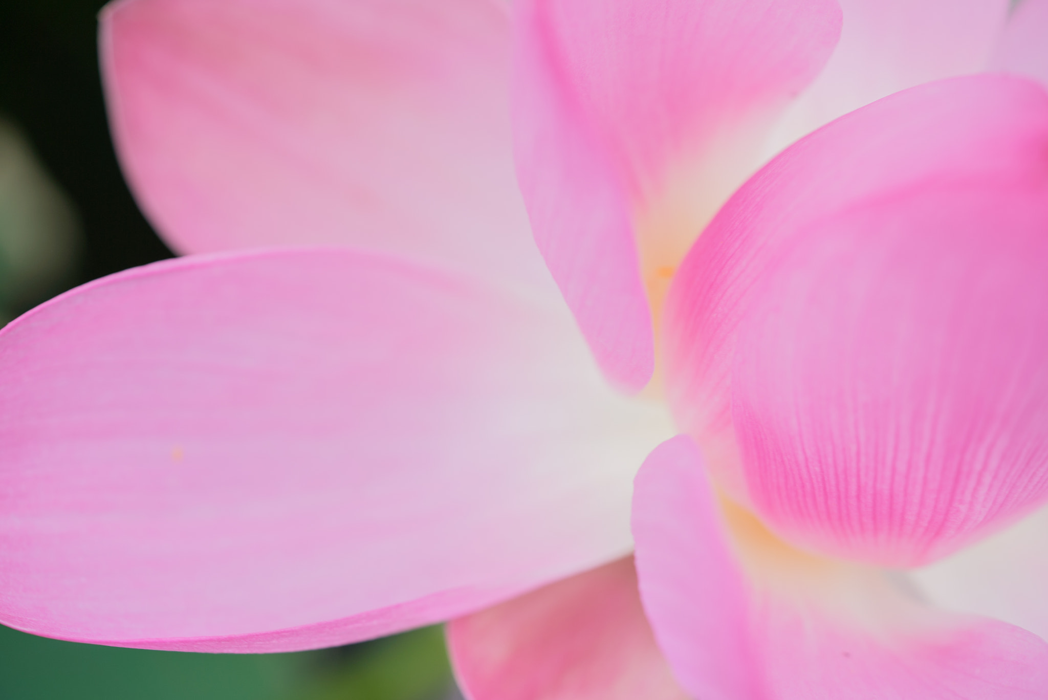 Sony a7S + Sony FE 90mm F2.8 Macro G OSS sample photo. Dsc01686.jpg photography