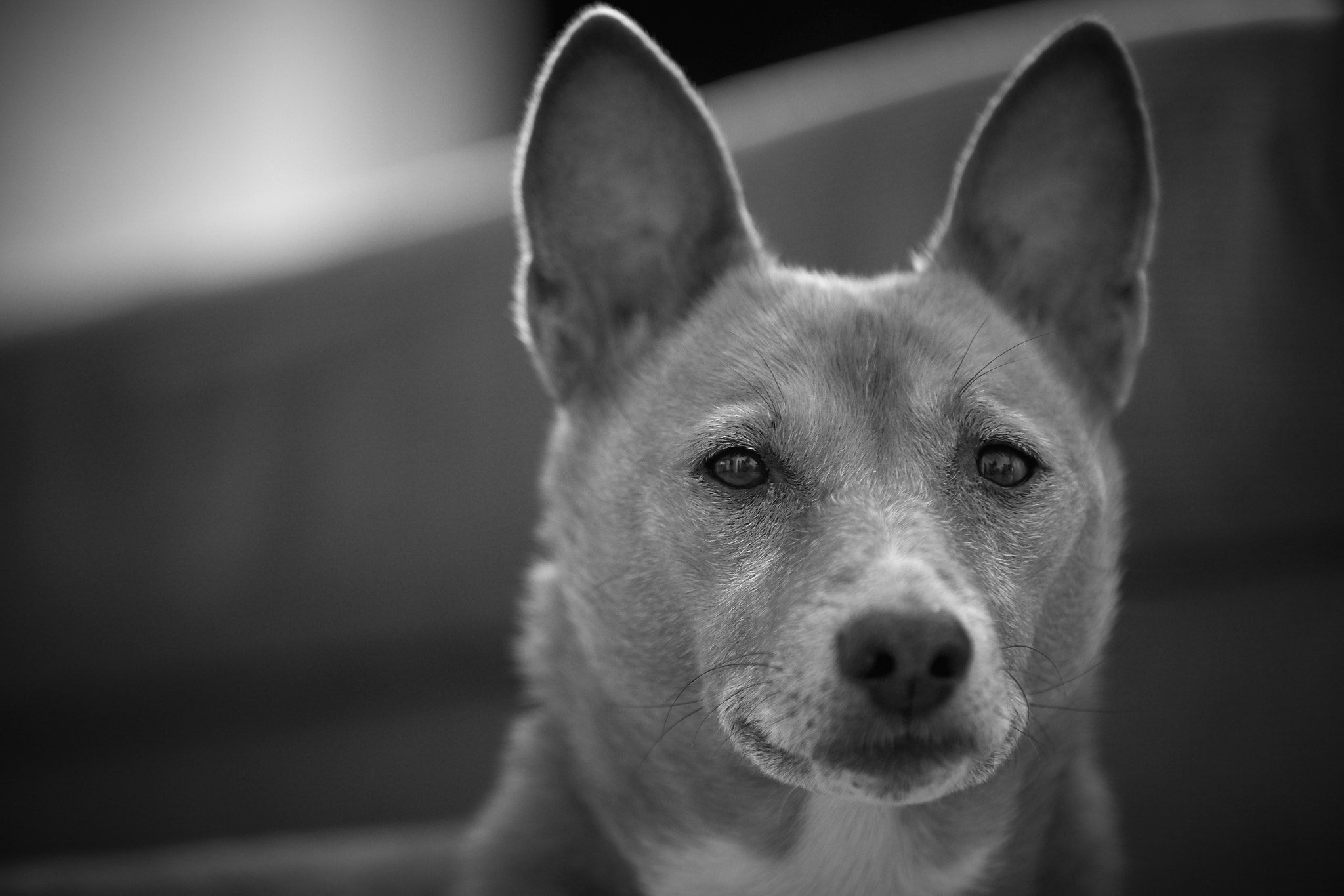 70-200mm F2.8 sample photo. My name is kiro photography
