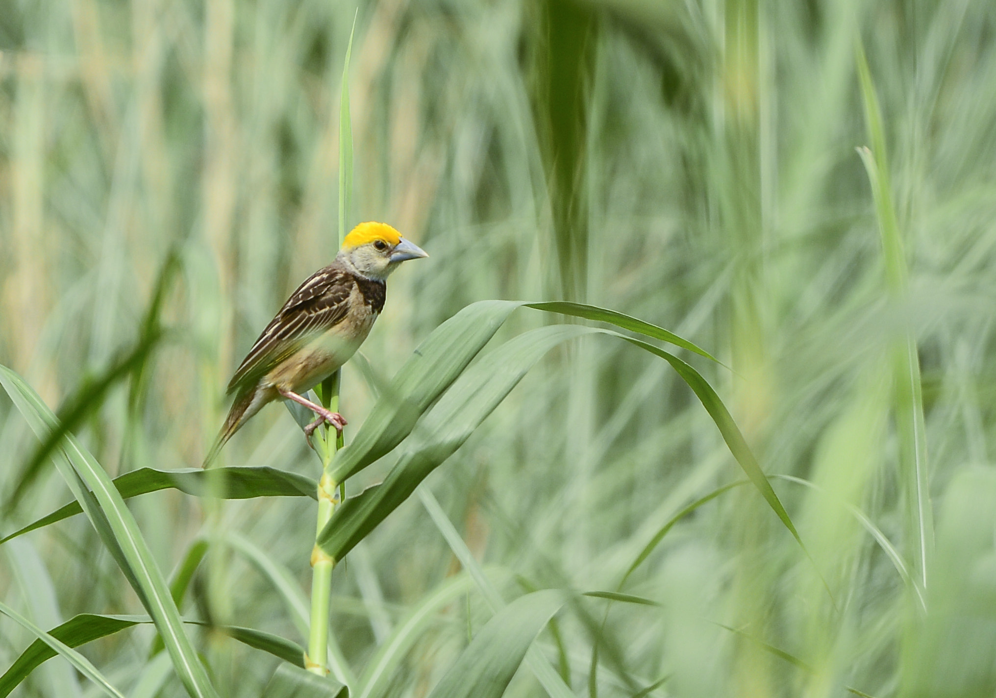 Nikon Nikkor AF-S 300mm F4E PF ED VR sample photo. Black-breasted weaver / bengal weaver photography
