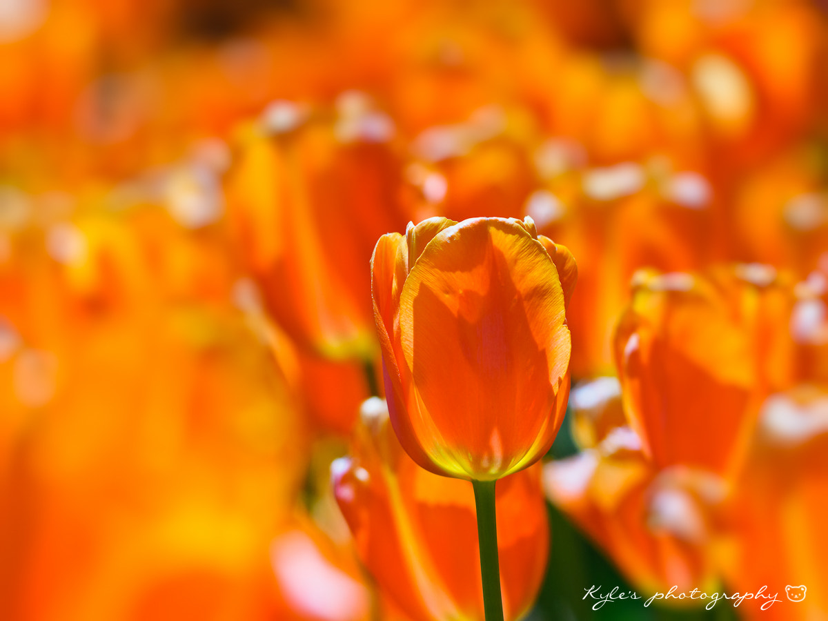 Sigma 150mm F2.8 EX DG Macro HSM sample photo. Tulip photography