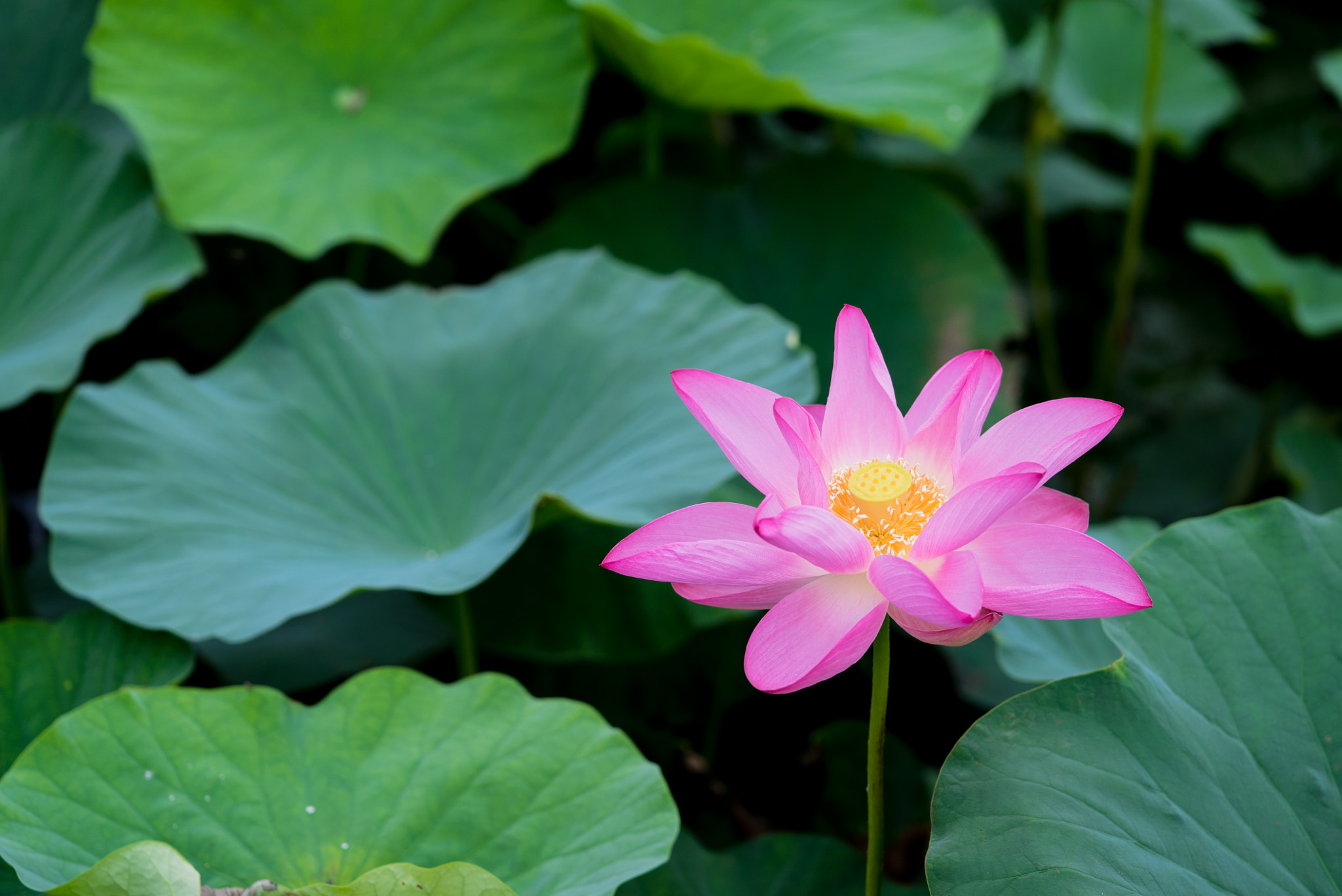 Sony a7S + Sony FE 90mm F2.8 Macro G OSS sample photo. Dsc01612.jpg photography