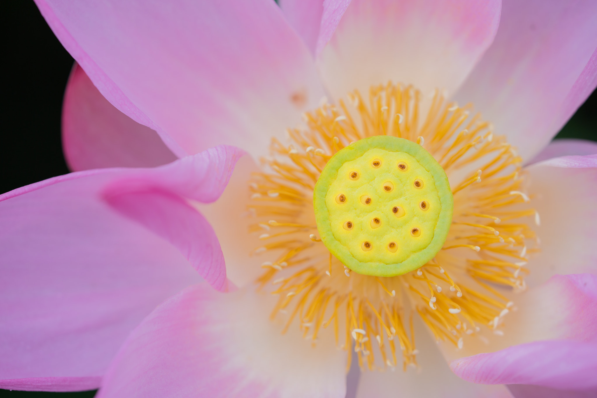Sony a7S + Sony FE 90mm F2.8 Macro G OSS sample photo. Dsc01689.jpg photography