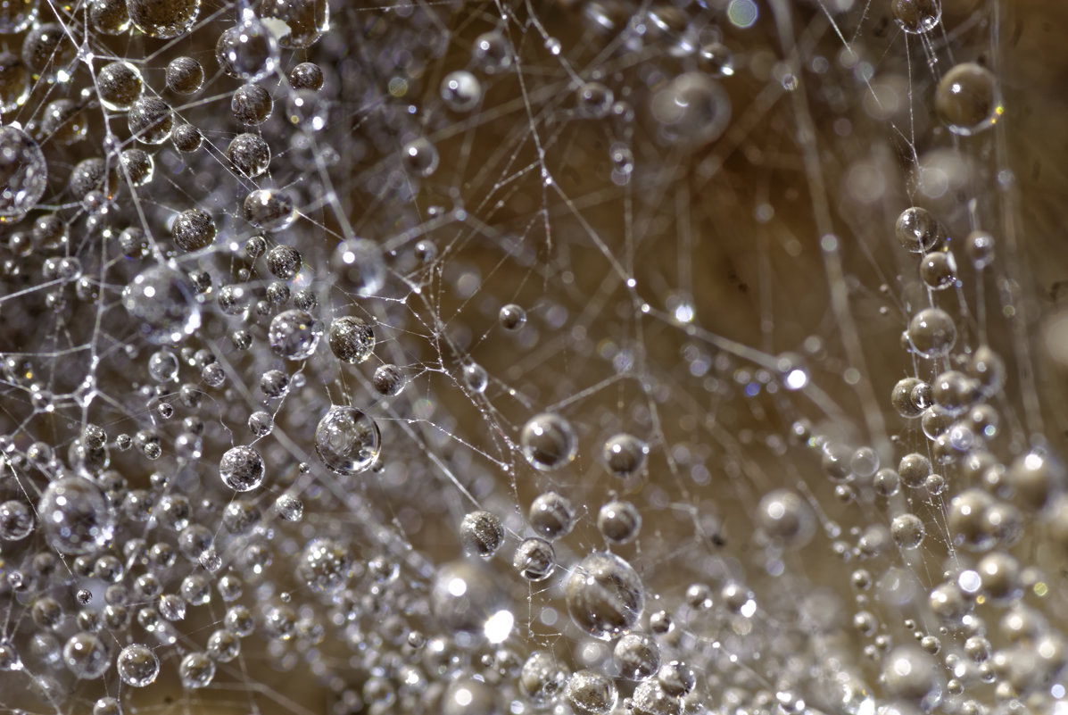 Nikon D200 sample photo. Drops.jpg photography