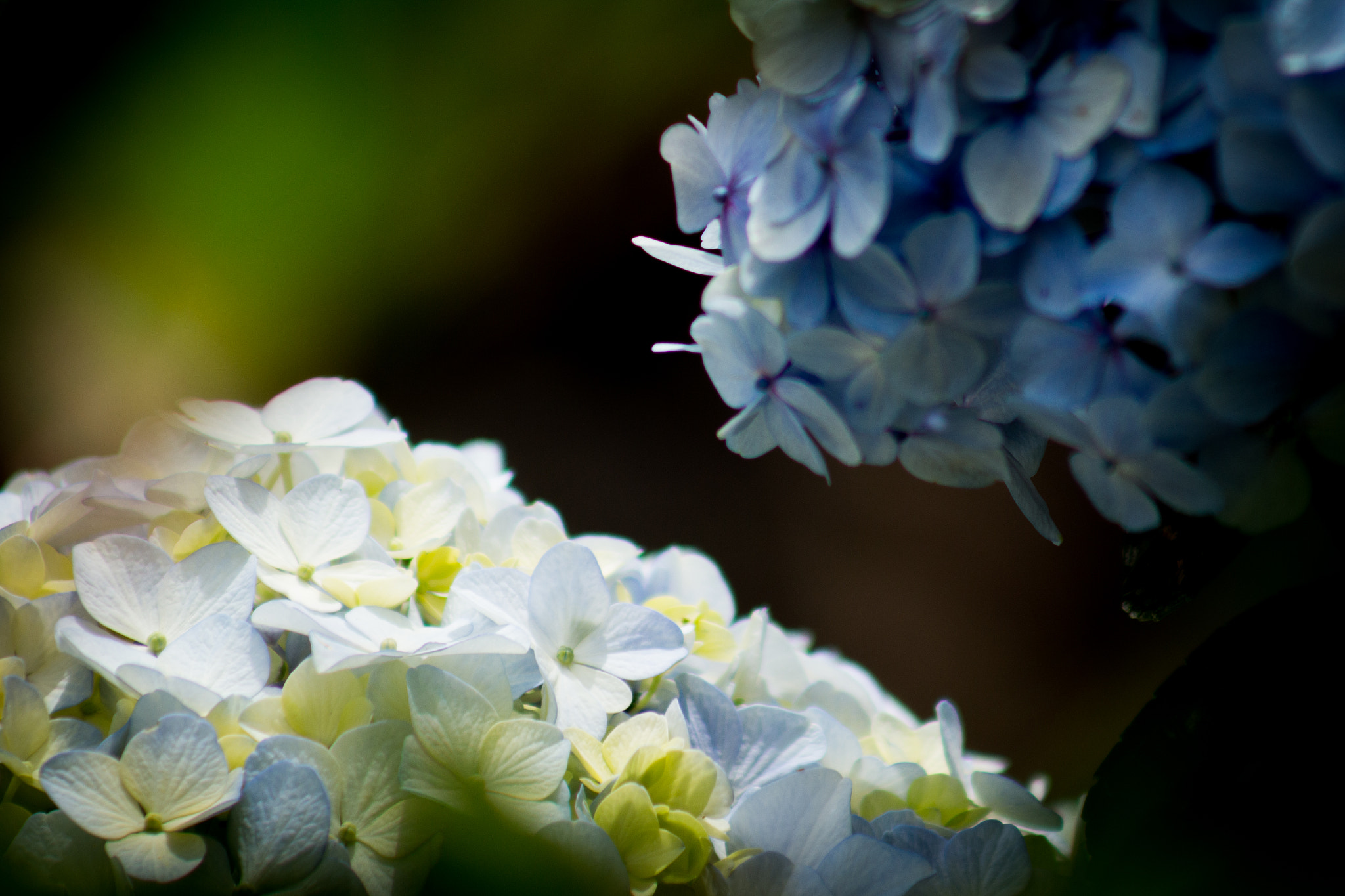 Canon EF 75-300mm f/4-5.6 USM sample photo. Morning butterflies photography