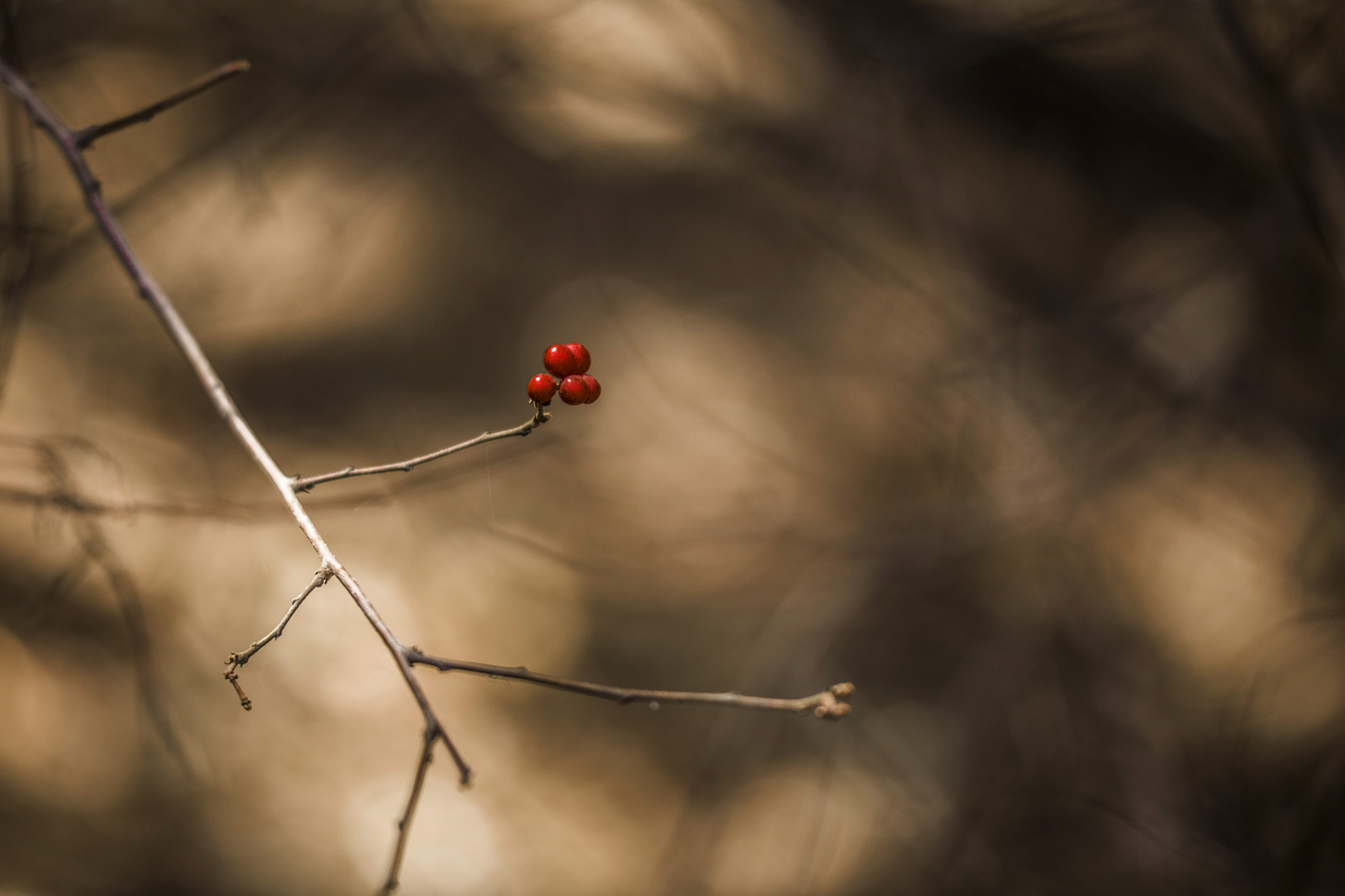 Sigma 150mm f/2.8 EX DG OS HSM APO Macro sample photo. Red bean photography