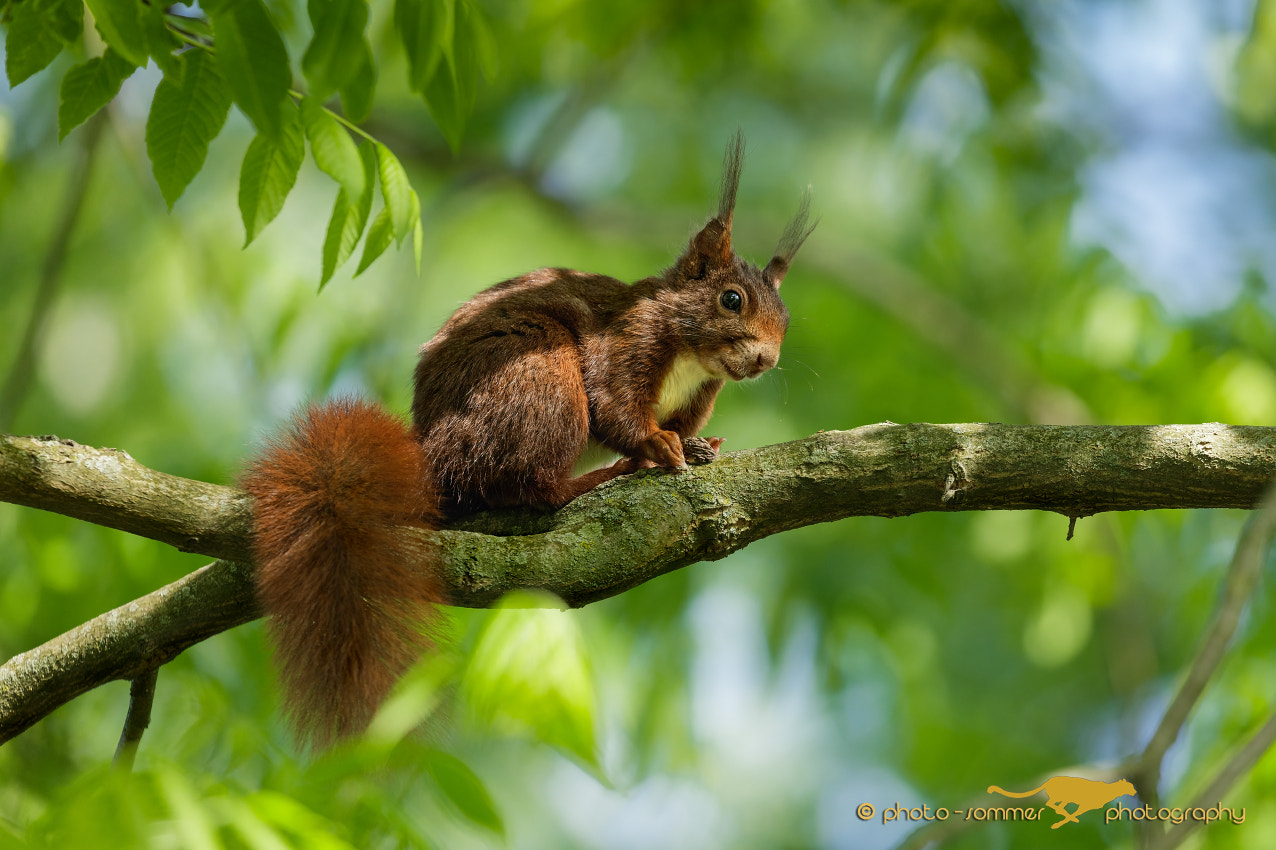 Canon EF 100-400mm F4.5-5.6L IS II USM sample photo. Squirrel photography