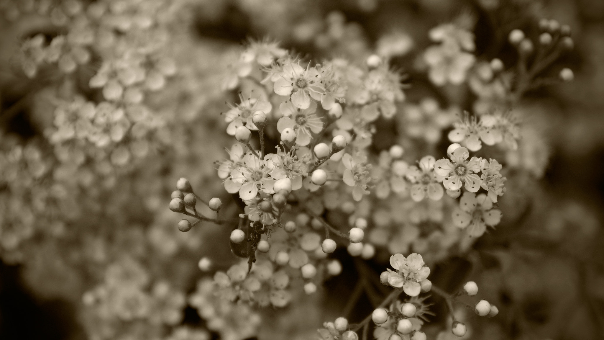 Pentax K-S1 sample photo. Little flowers photography