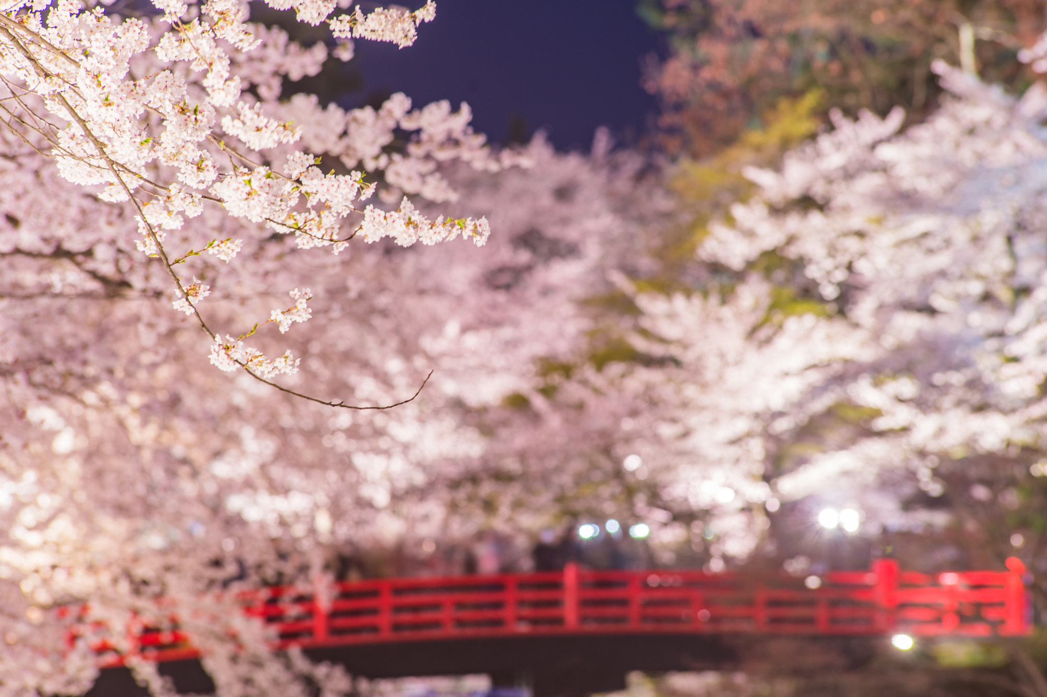 Tamron SP AF 300mm F2.8 LD IF sample photo. Cherry blossom in full bloom with bridge photography