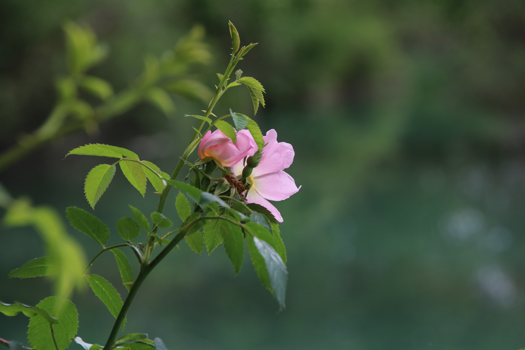 Canon EOS 760D (EOS Rebel T6s / EOS 8000D) sample photo. Rosa selvatica photography