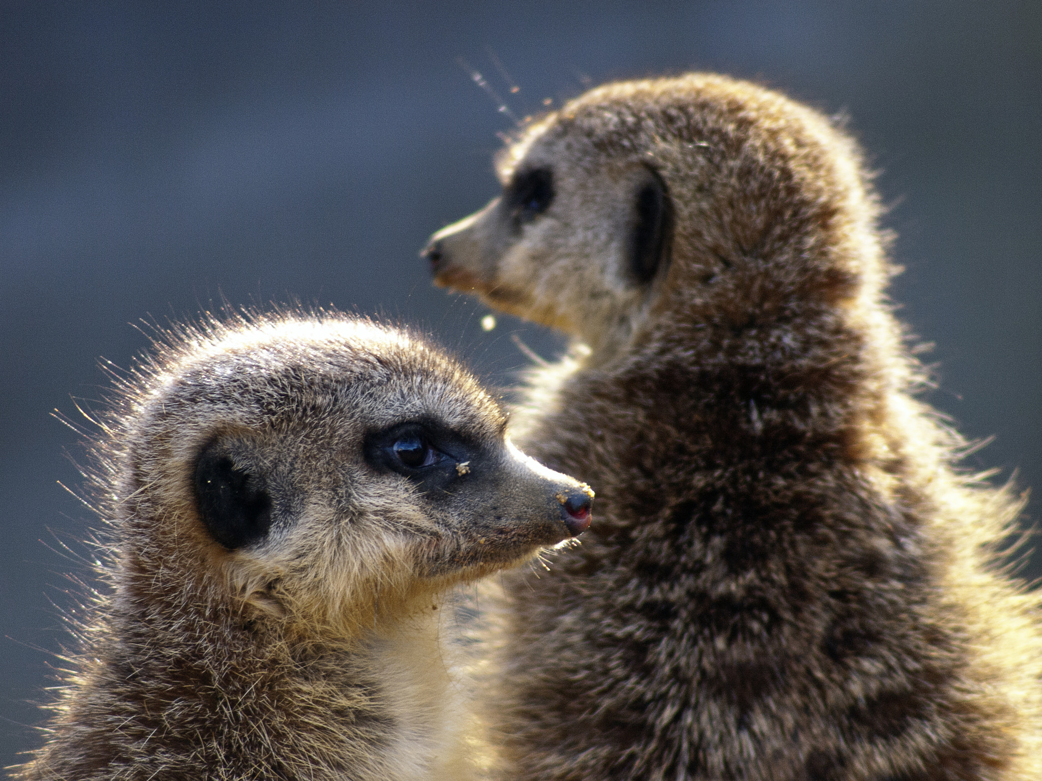 Russian Dandelion adapter sample photo. Attentive suricates photography