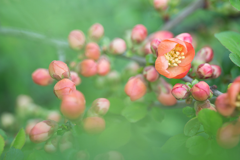 Canon EF-S 60mm F2.8 Macro USM sample photo. *** photography