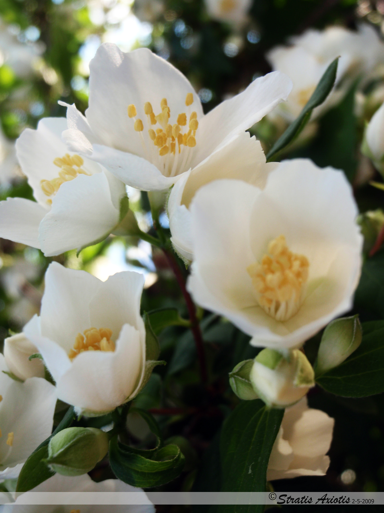 Olympus u9000,S9000 sample photo. White flowers photography