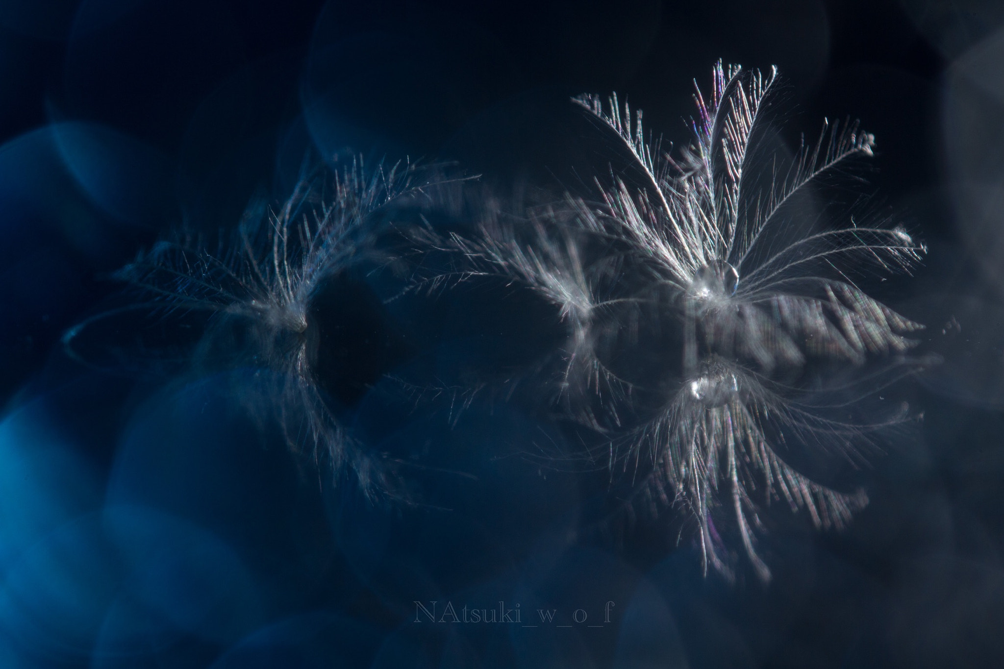Tamron SP AF 180mm F3.5 Di LD (IF) Macro sample photo. Fantasy photography