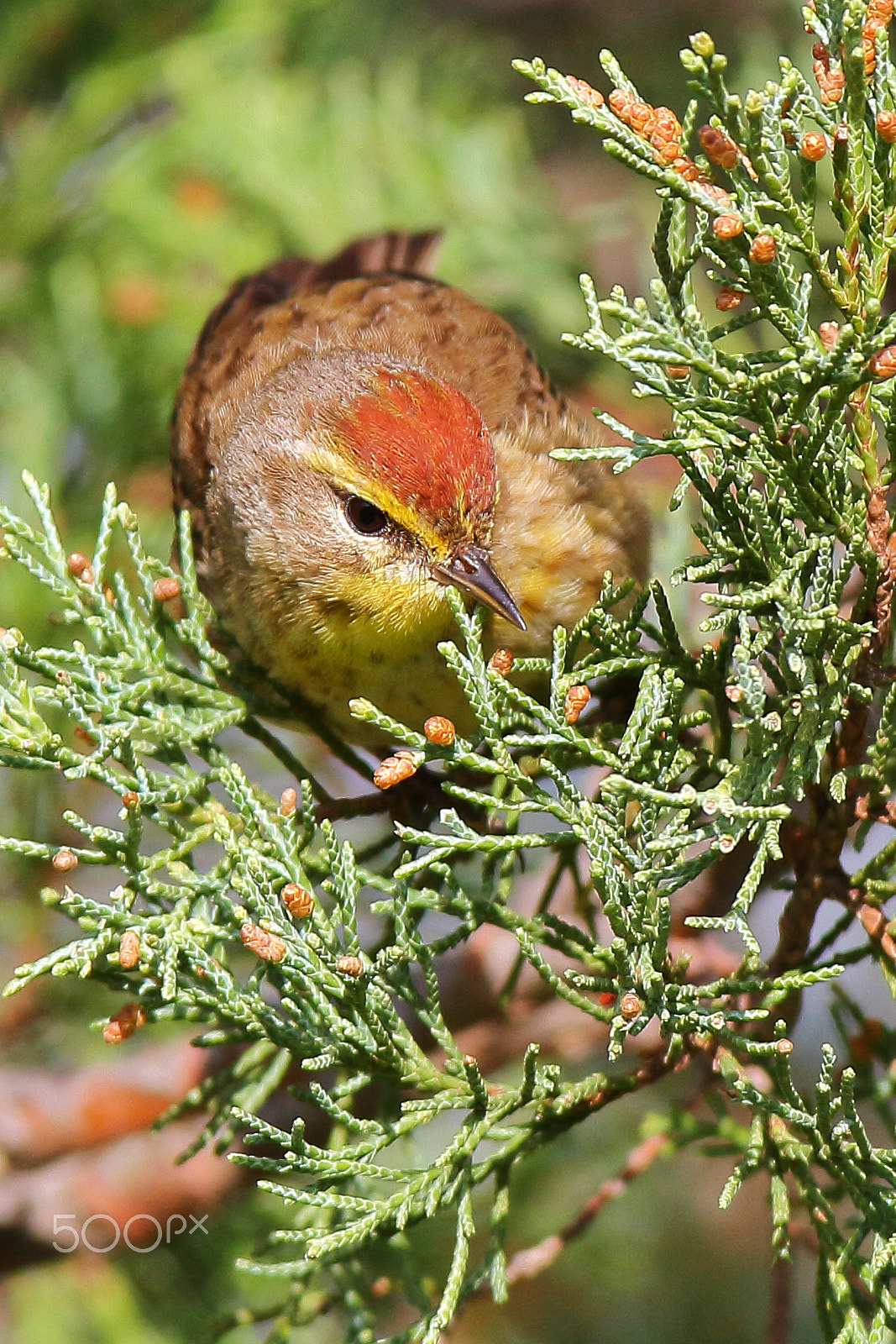 Canon EOS 7D + Canon EF 600mm f/4L IS sample photo. Palm warbler photography