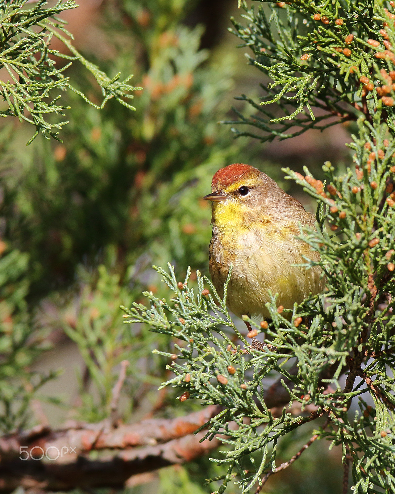 Canon EOS 7D + Canon EF 600mm f/4L IS sample photo. Palm warbler photography
