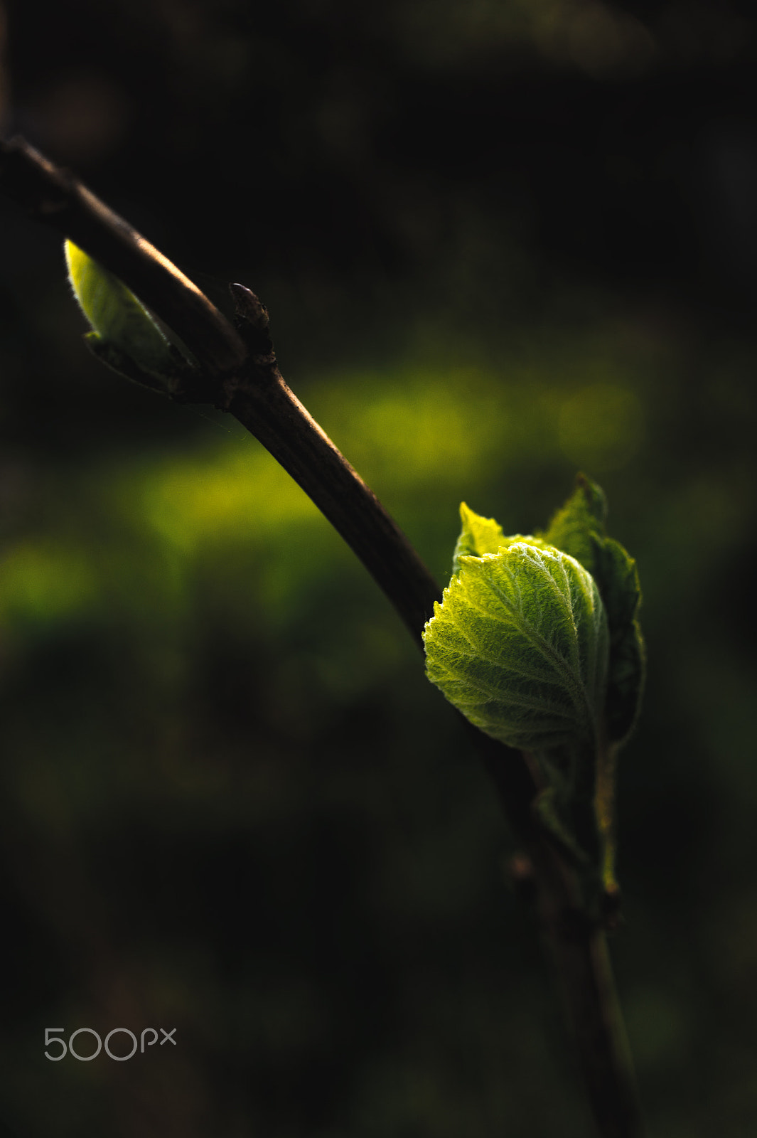 Sony Alpha NEX-5 + Sony E 30mm F3.5 Macro sample photo. Green light of darkness photography