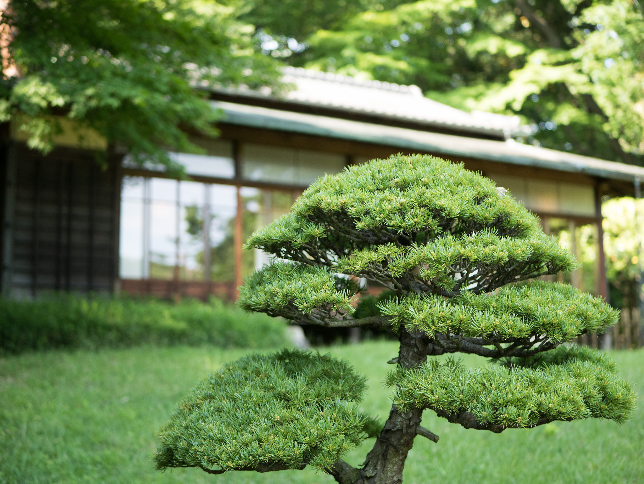 Panasonic Lumix DMC-GM5 + LUMIX G 25/F1.7 sample photo. Japanese garden photography