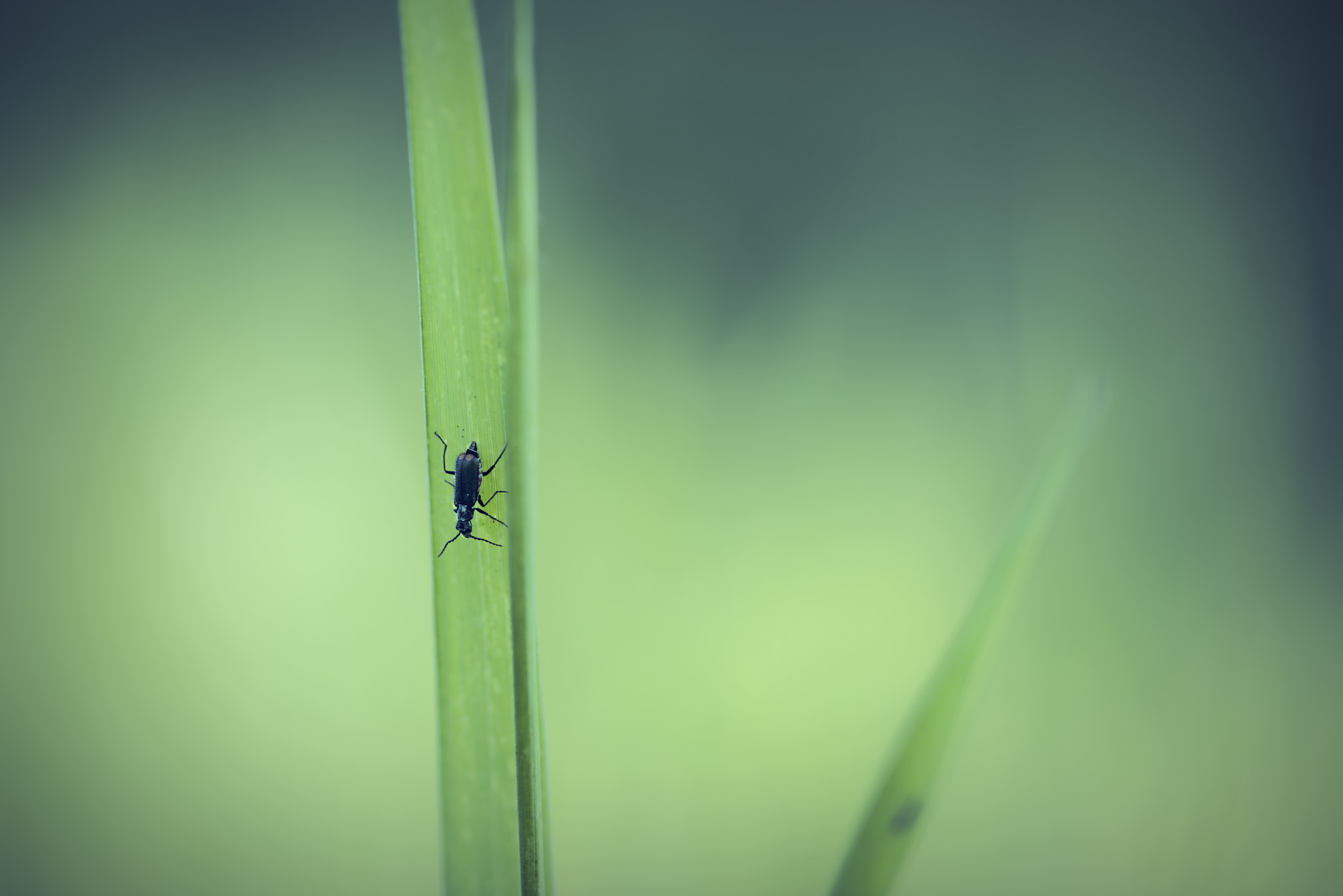 ZEISS Makro-Planar T* 100mm F2 sample photo. Waiting for my time photography