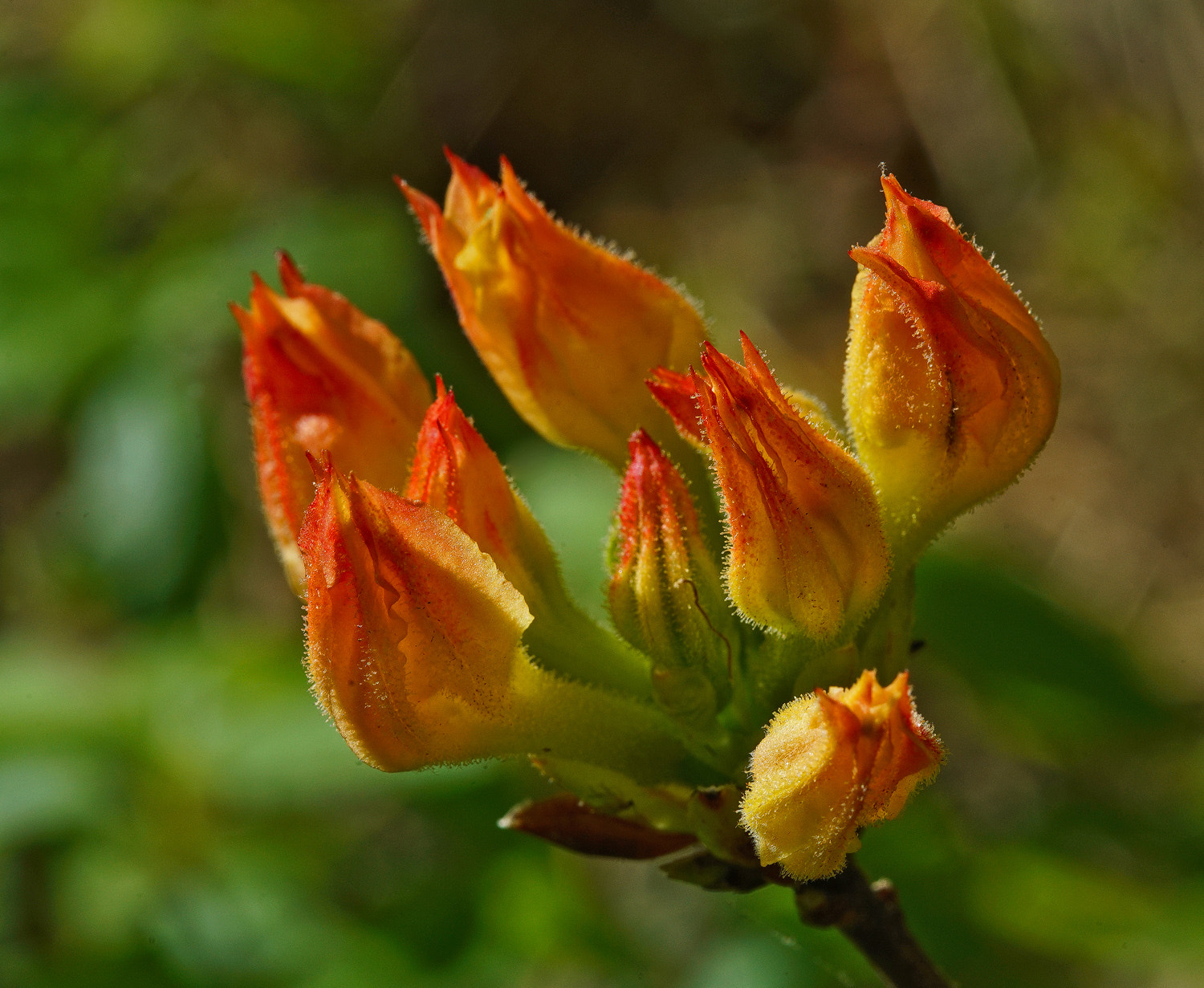 Sony a7R II + 100mm F2.8 SSM sample photo. Flame buds photography