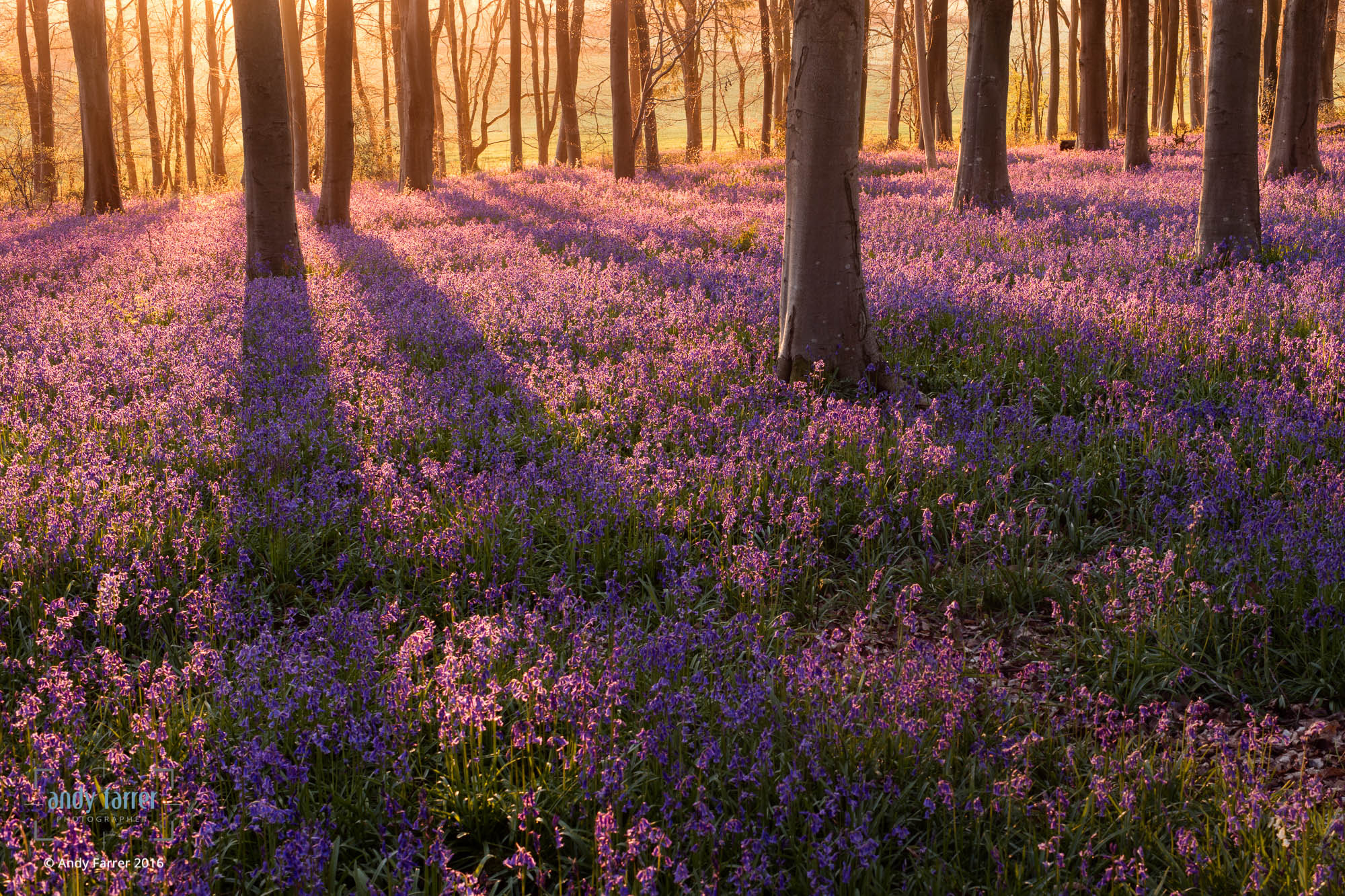 Canon EOS 5DS + ZEISS Milvus 50mm F1.4 sample photo. Micheldever dawn photography